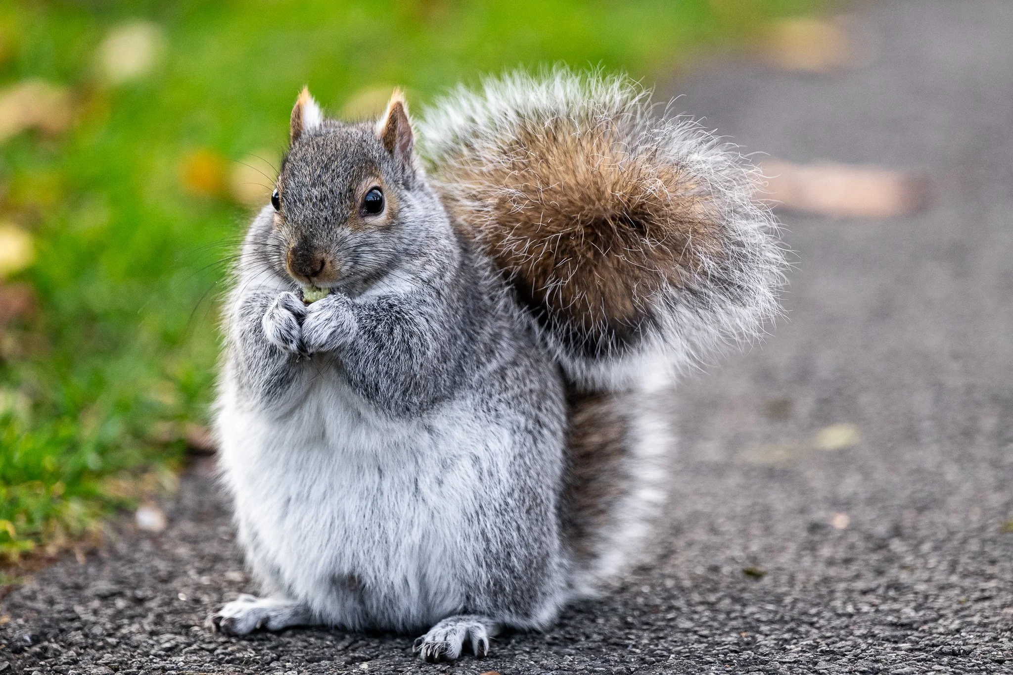 Boston Public Garden, Boston, MA