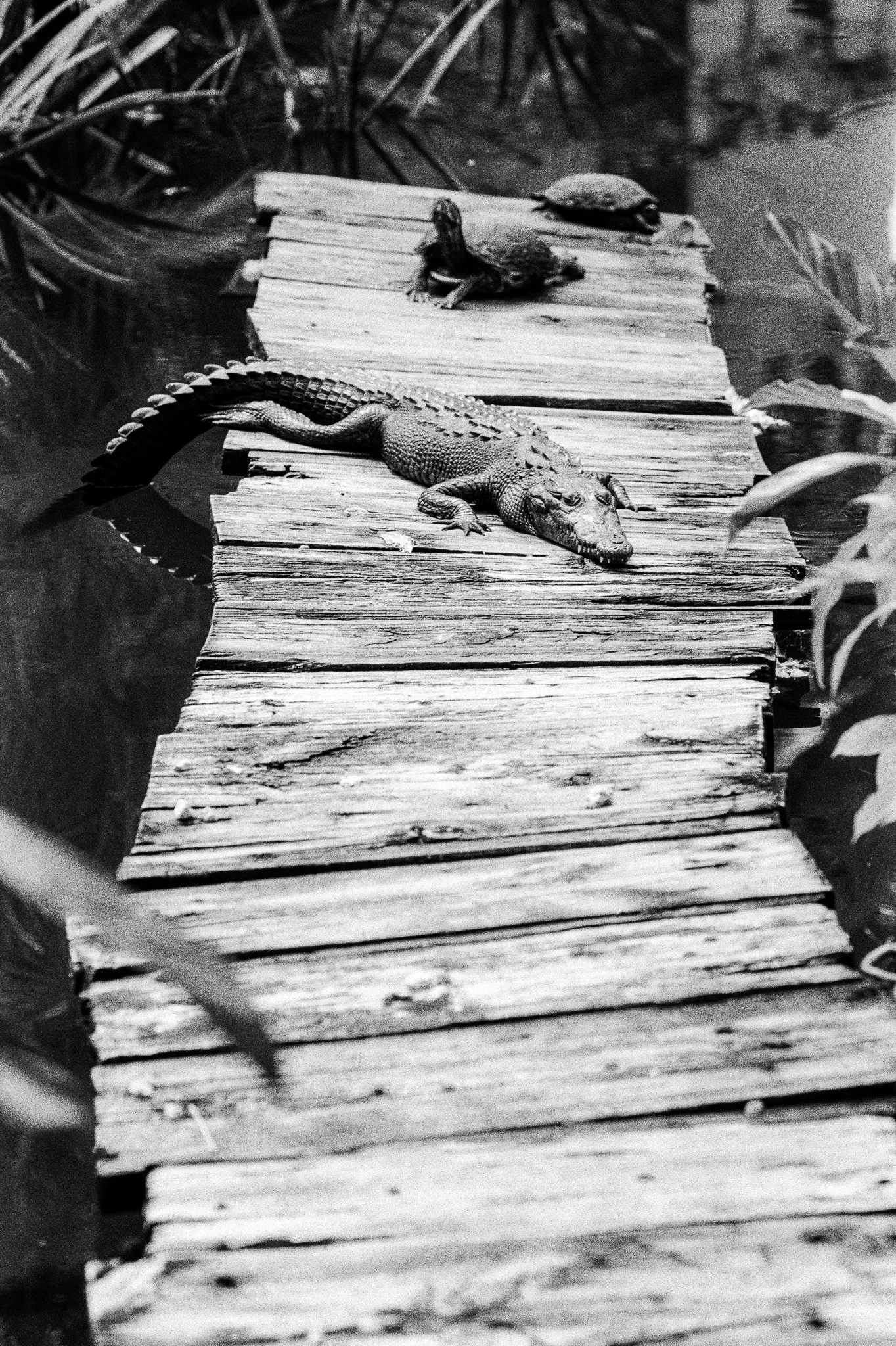 "Brandom" the Crocodile at "El Cid Marina & Spa"
Puerto Morelos, Mexico