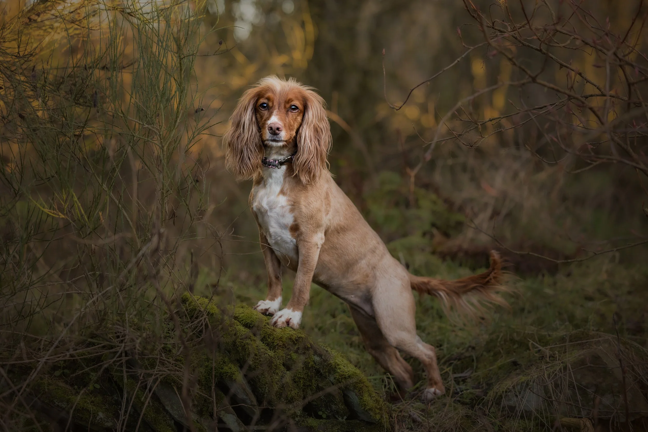 Cocker Spaniel in the Woods.jpg