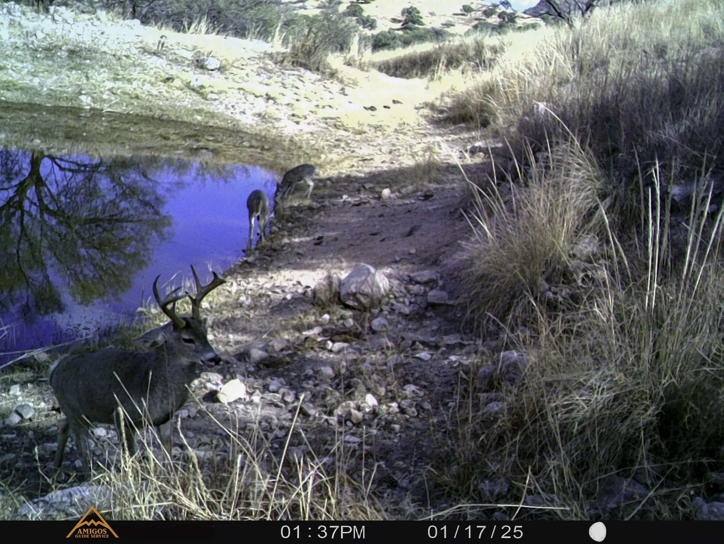 Amigos Esteban 011725 Bad Attitude Coues 1.jpg