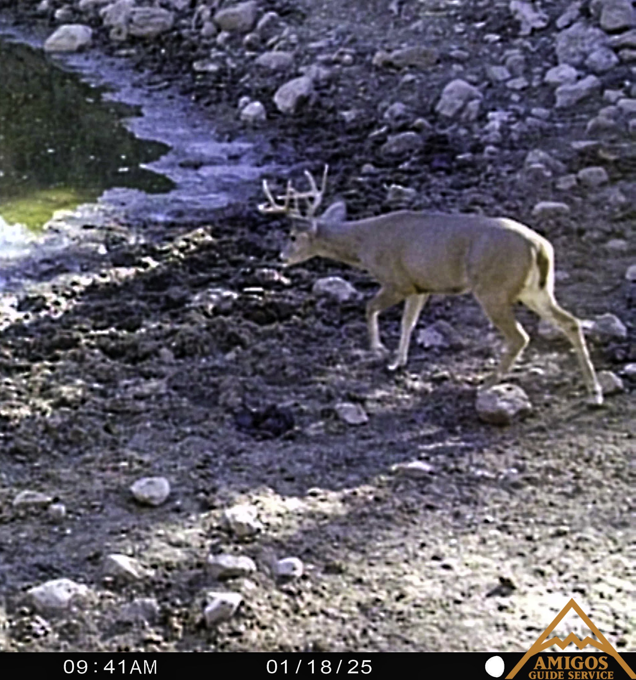 Amigos Long Tine Buck 011825.jpg