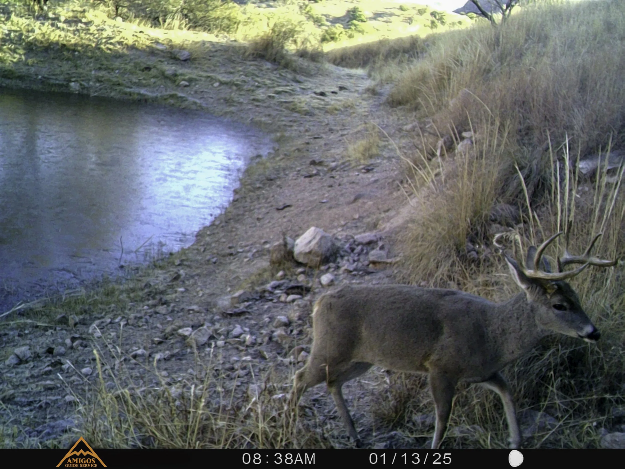 Amigos Esteban 011325 Long Buck 1.jpg