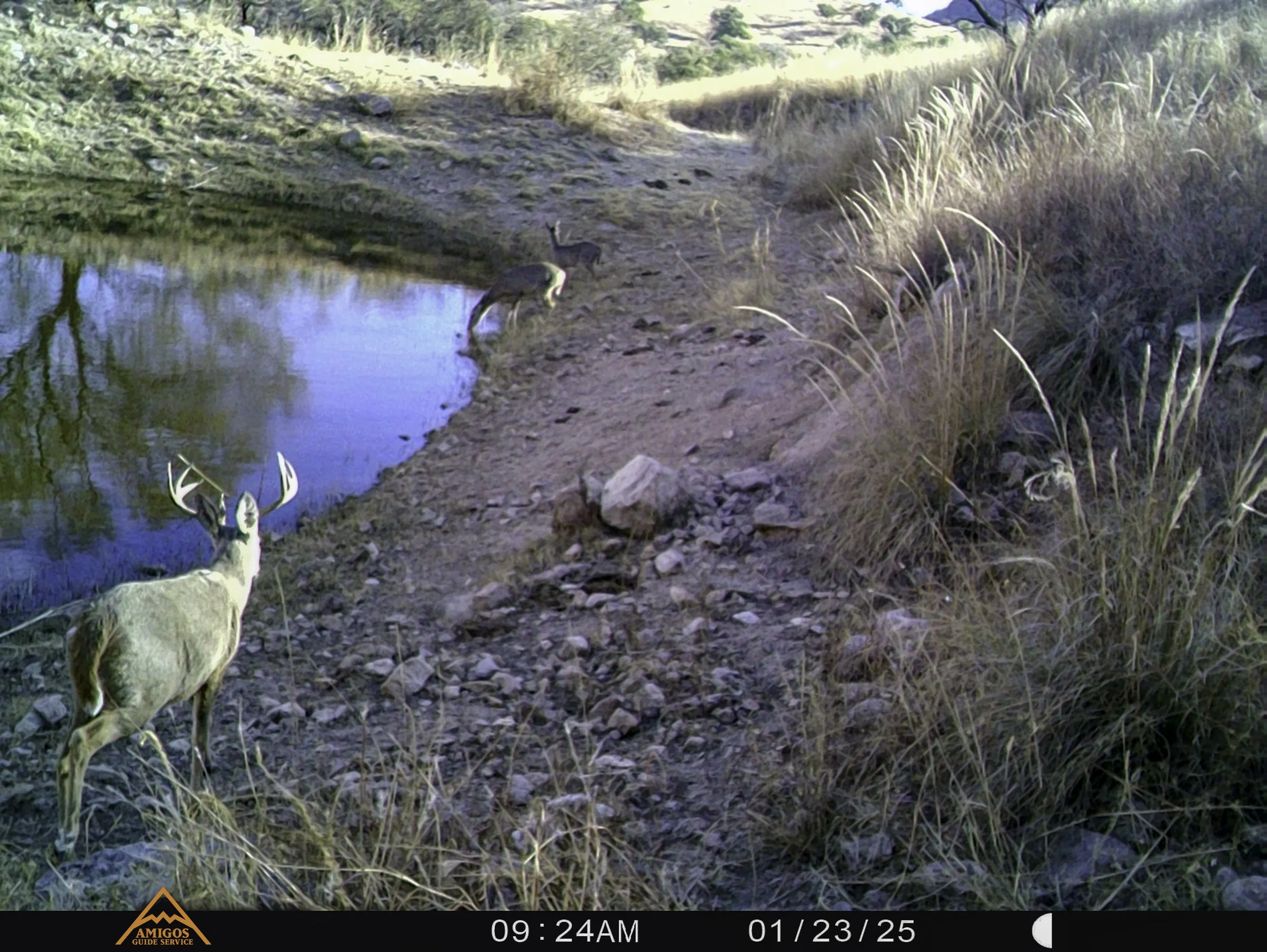 Amigos Esteban 012325 Coues Buck Walking Away Ears Back.jpg