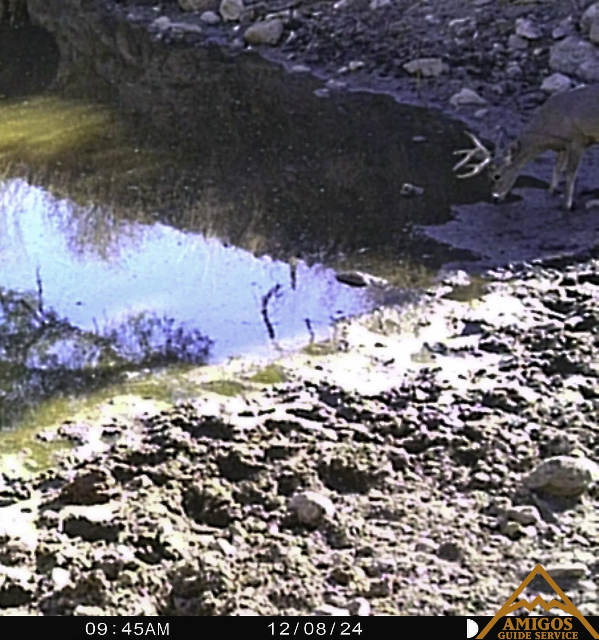 Amigos Long Twos Buck 120824A.jpg