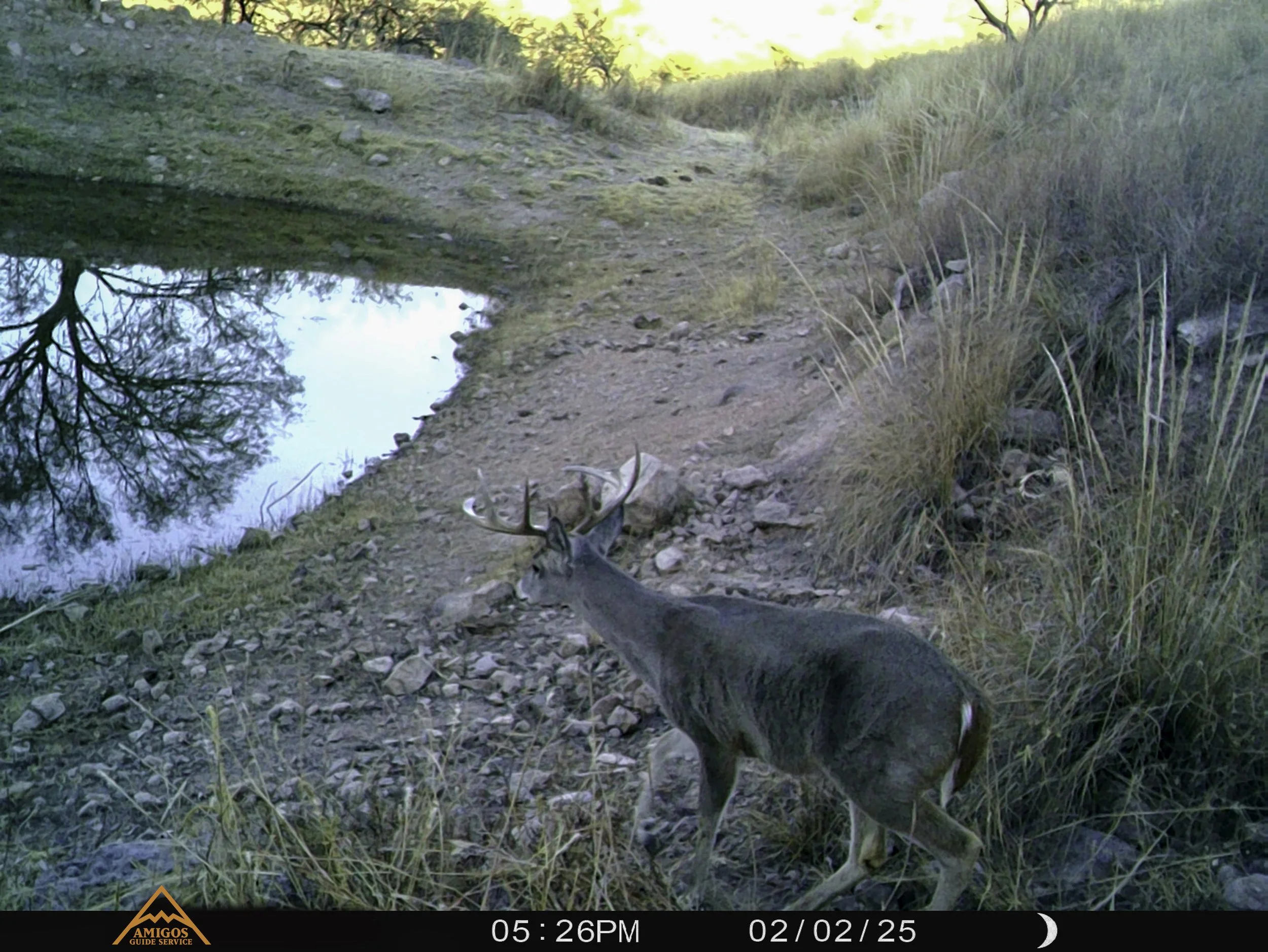Amigos Esteban 020225 Long Beam Coues Deer.jpg