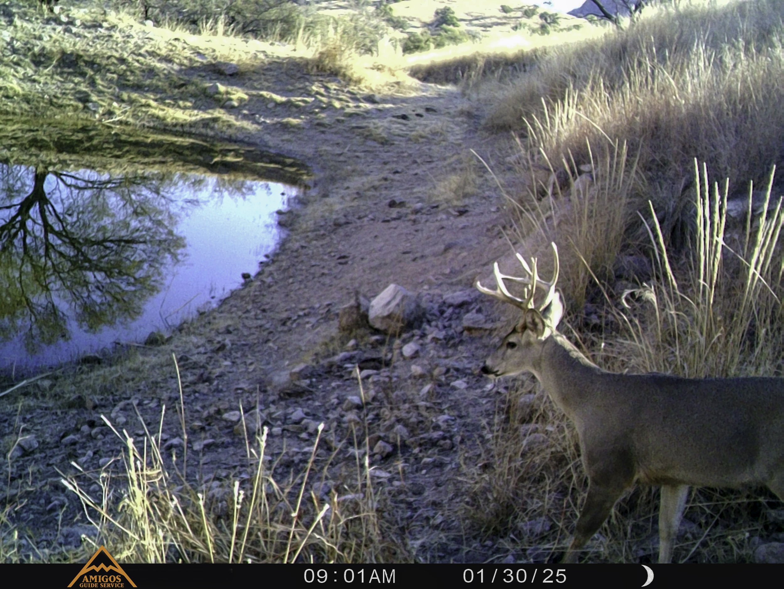 Amigos Esteban 013025 Long Tine Coues Buck Mexico.jpg