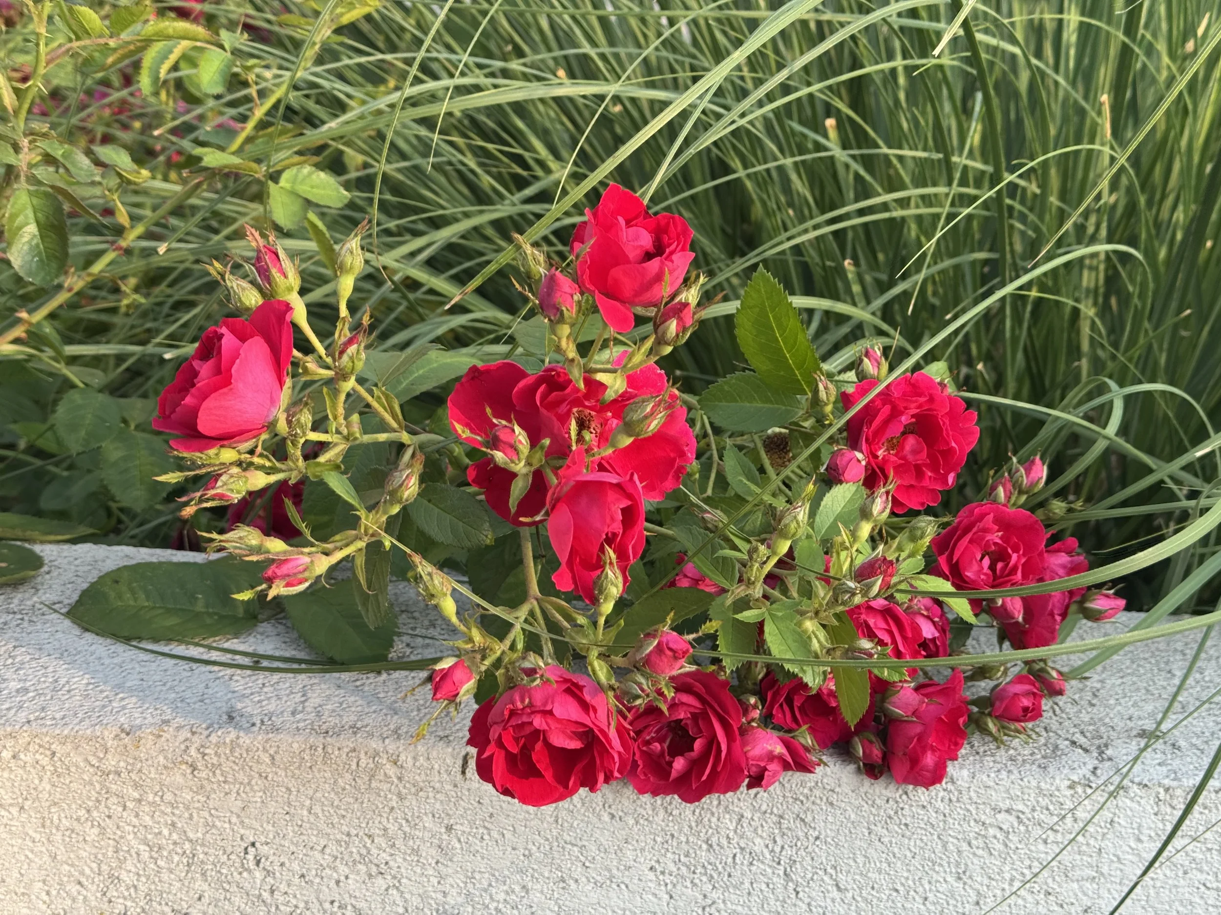 IMG_8325.jpeg