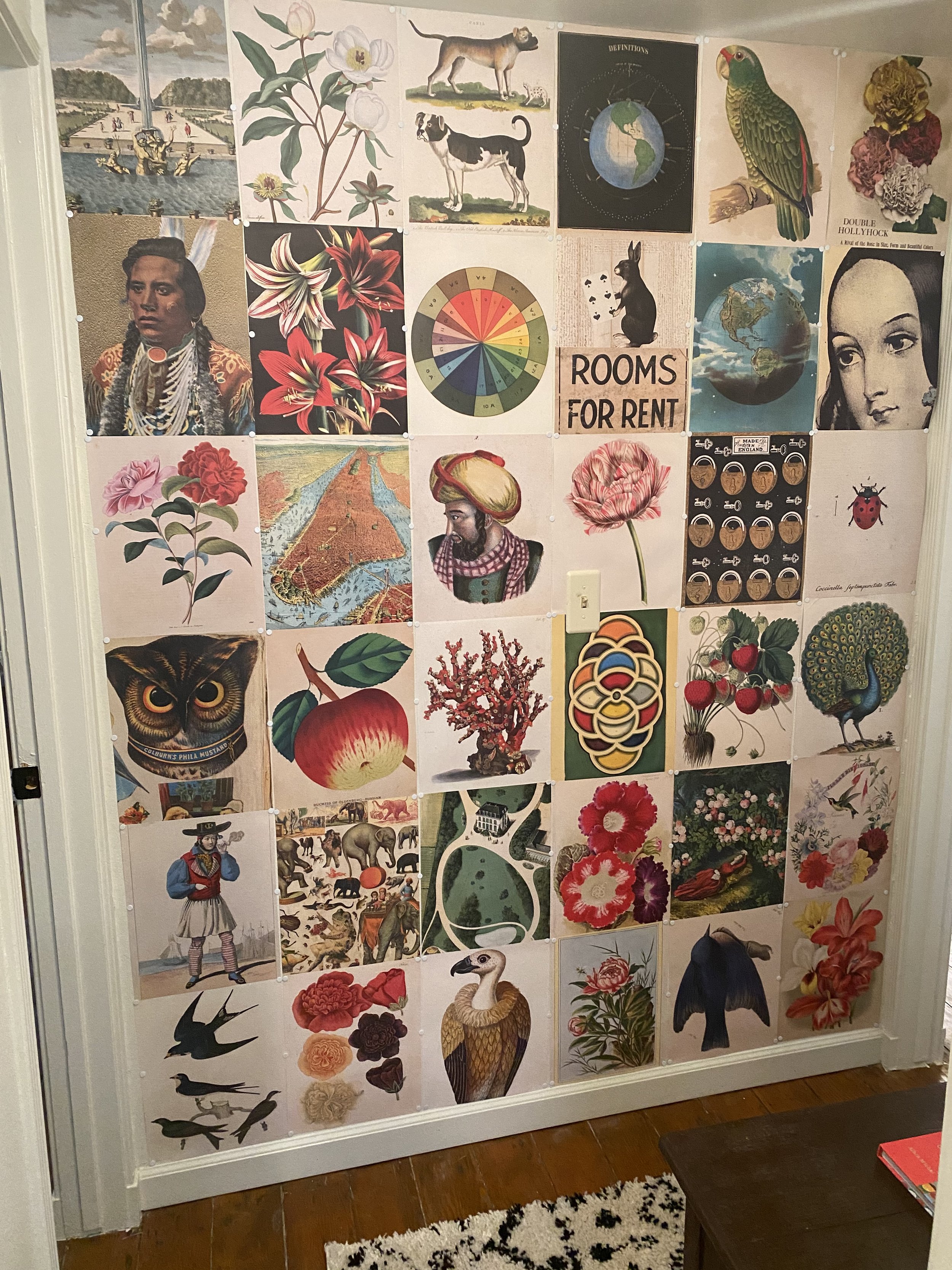 illustrator