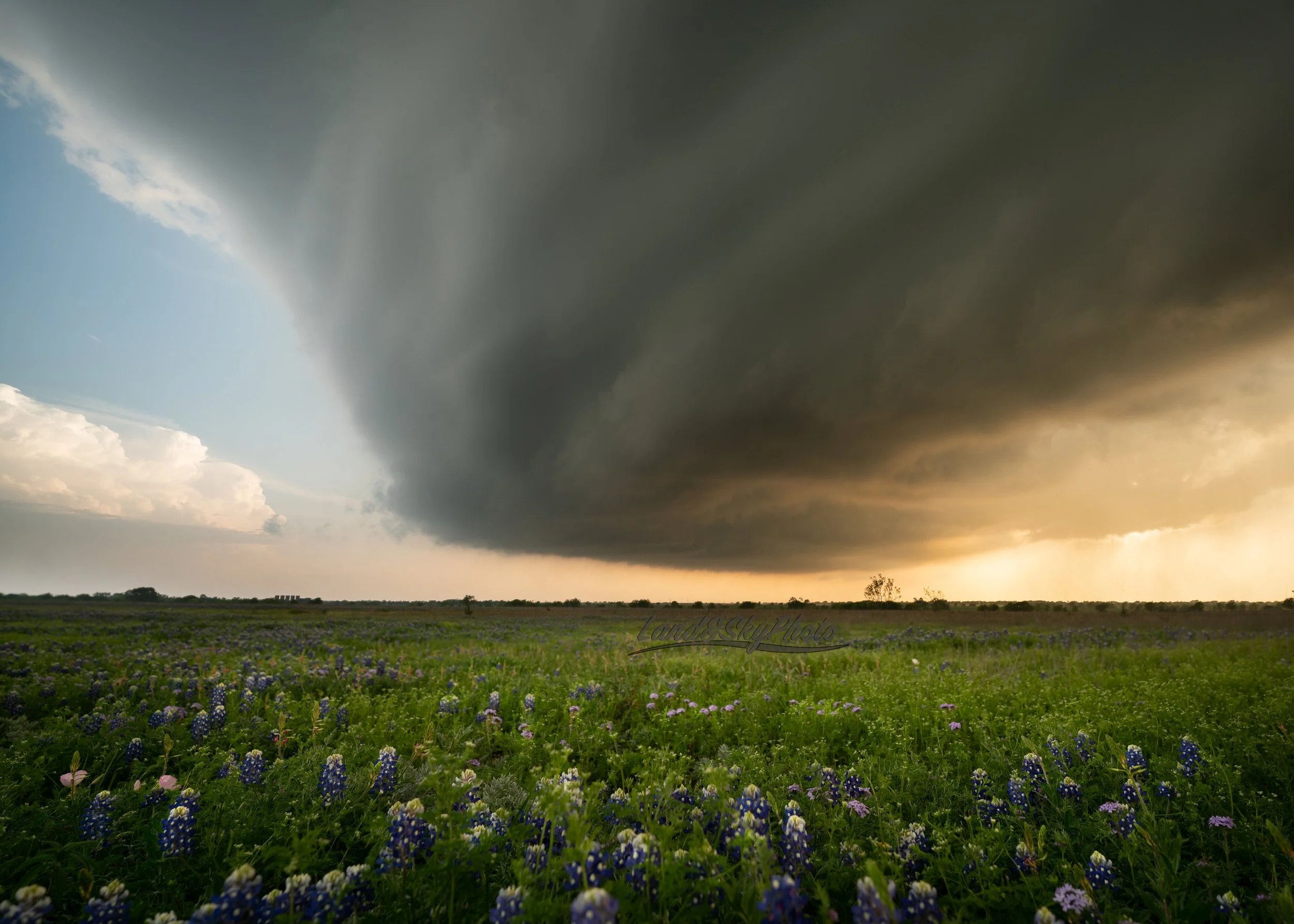 A sculpted supercell passes overhead with the setting sun lighting up a field of Texas bluebonnets.