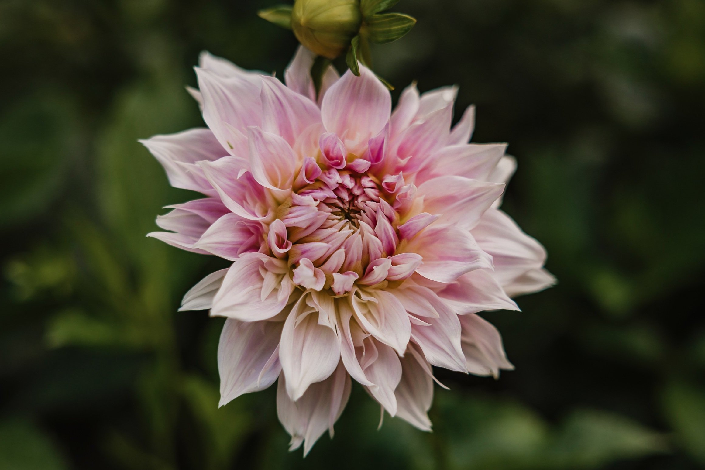 9.14.22+-+Eastlook+Blooms+Petite+Branding+Session+WEB+File-23.jpg