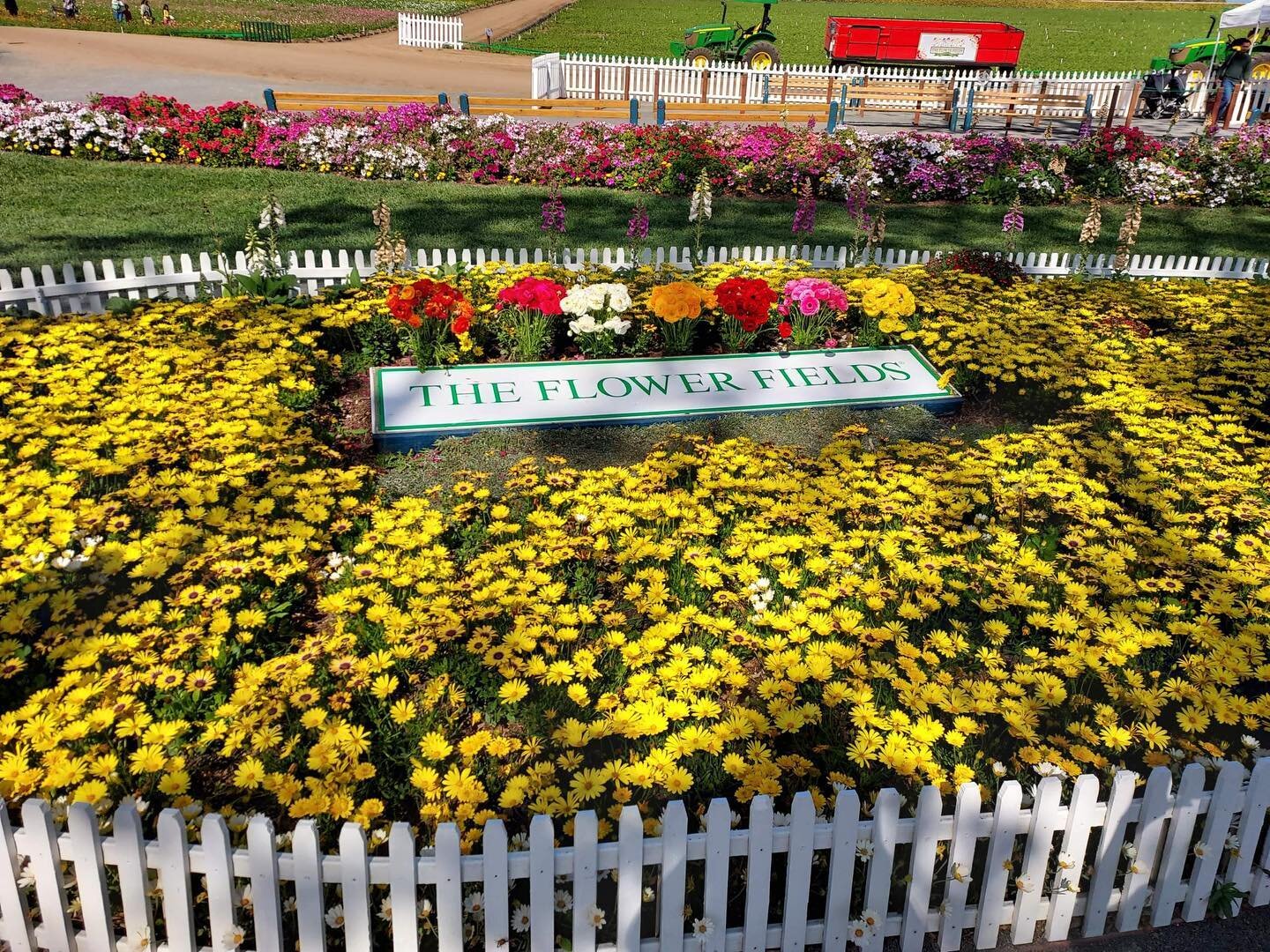 We went to the flower fields in Carlsbad CA!! It was so beautiful 💙 I can&rsquo;t wait to see the ranacula&rsquo;s I bought from them #theflowerfield