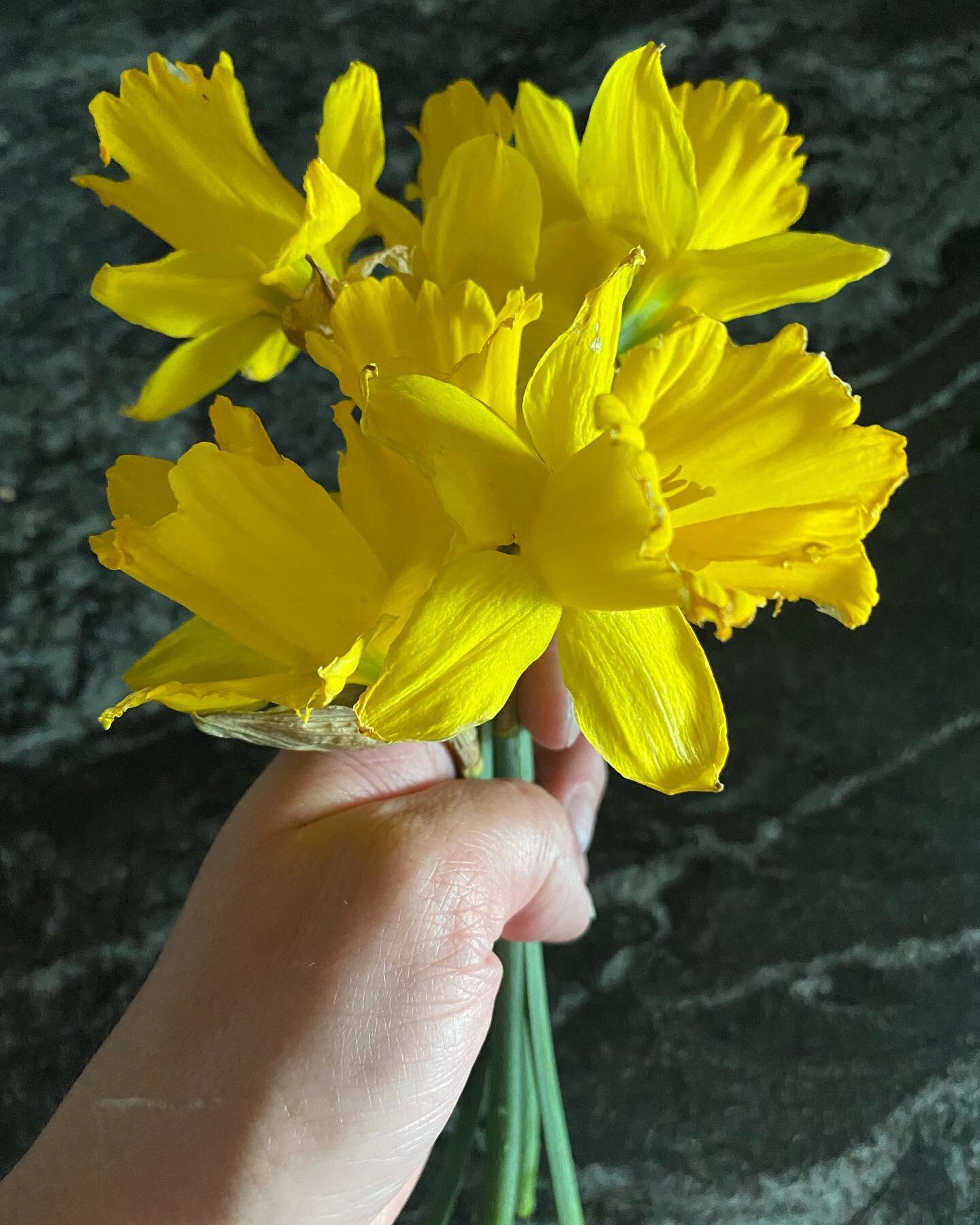 Spring is here!!! #daffodils #utahflowergarden #cachevalley
