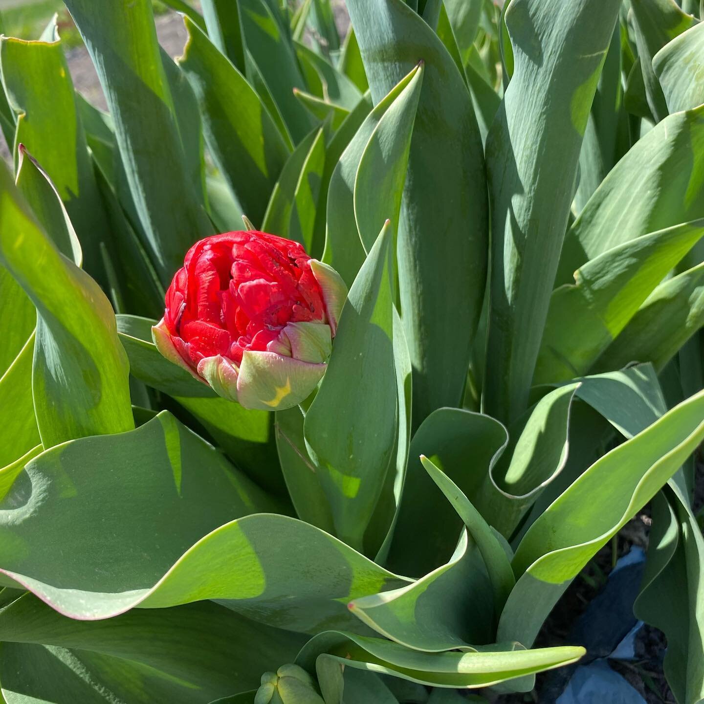 Tulips💙 #tulips #cachevalleyflowerfarm #utahflowers #blooms
