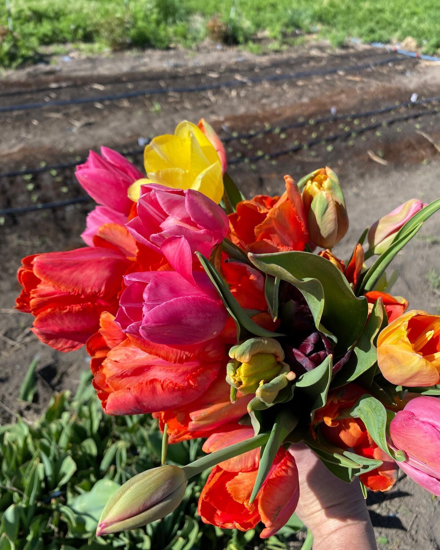 It&rsquo;s so worth the wait!! #tulips #cachevalley #utahflowers #blooms