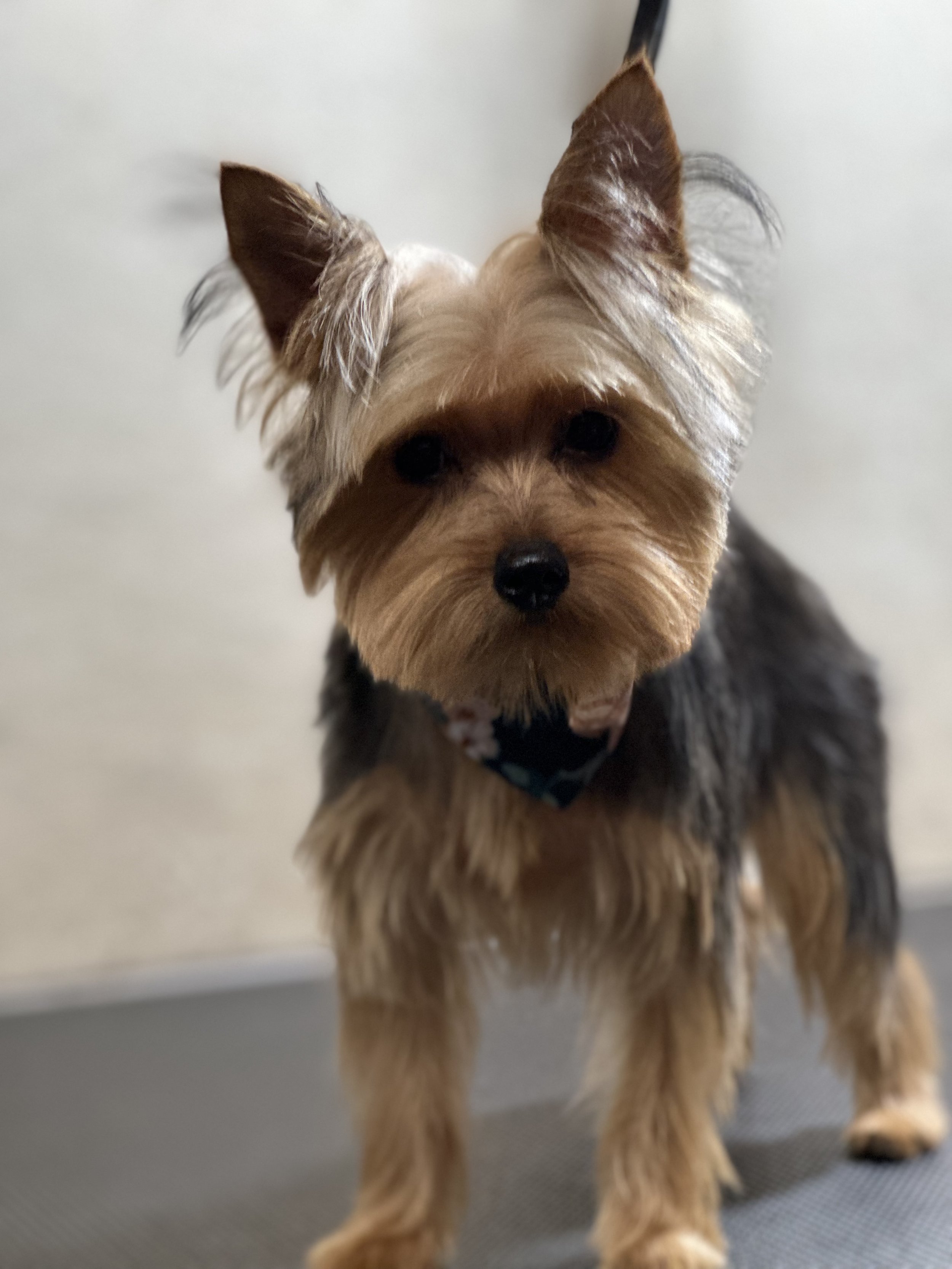 B59C0418-C300-4BA0-B52C-9F837DF784C6.jpeg