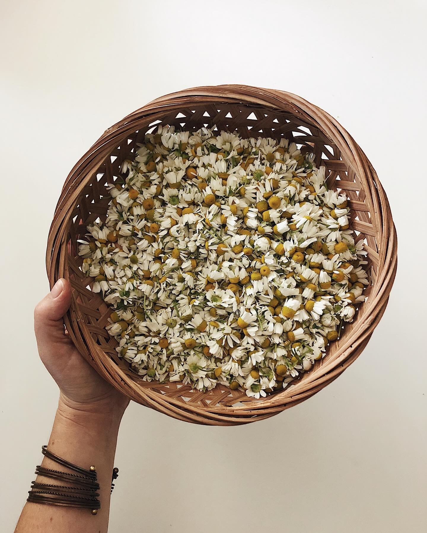 &bull;&bull;&bull;CHAMOMILE&bull;&bull;&bull;
We are plant forward here at Gatherwise. 
.
Chamomile is one of my favorite plants for the skin for its ability to calm, and soothe the skin for all skin types. Its helps limit redness, acne prone areas, 