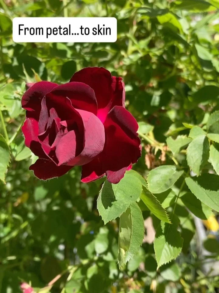 From fresh petals to a soft, skin-refining powder. 

Our Rose Face Scrub is crafted with finely ground rose petals to gently exfoliate, soften, and bring your skin back to life after winter. For best use as your daily face wash. 

This delicate polis