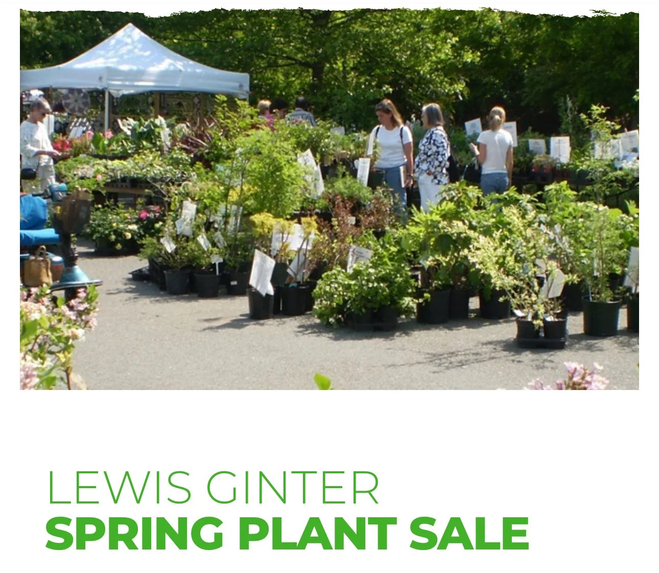 Lewis Ginter Plant Sale