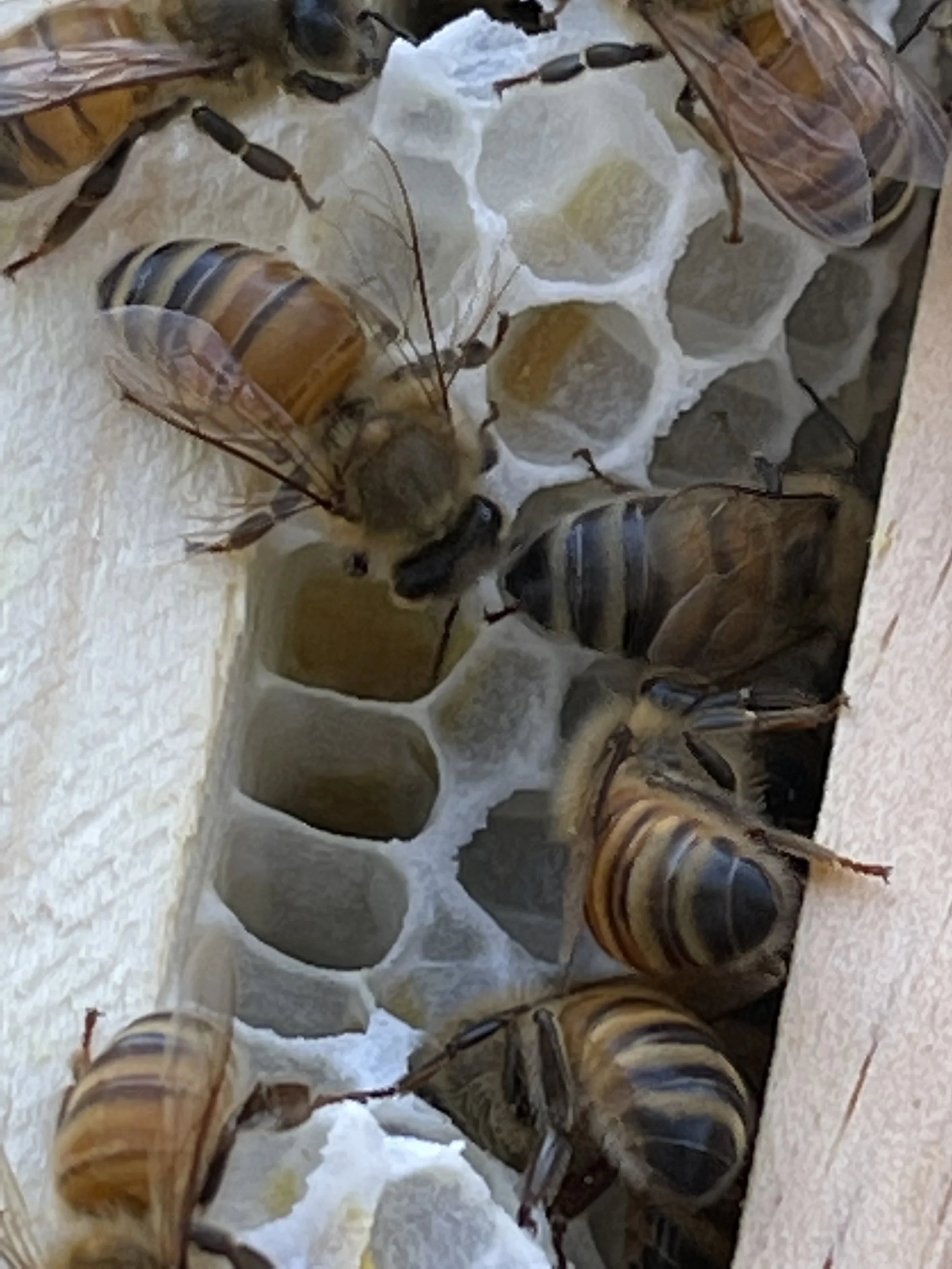 Bees making honey 2022