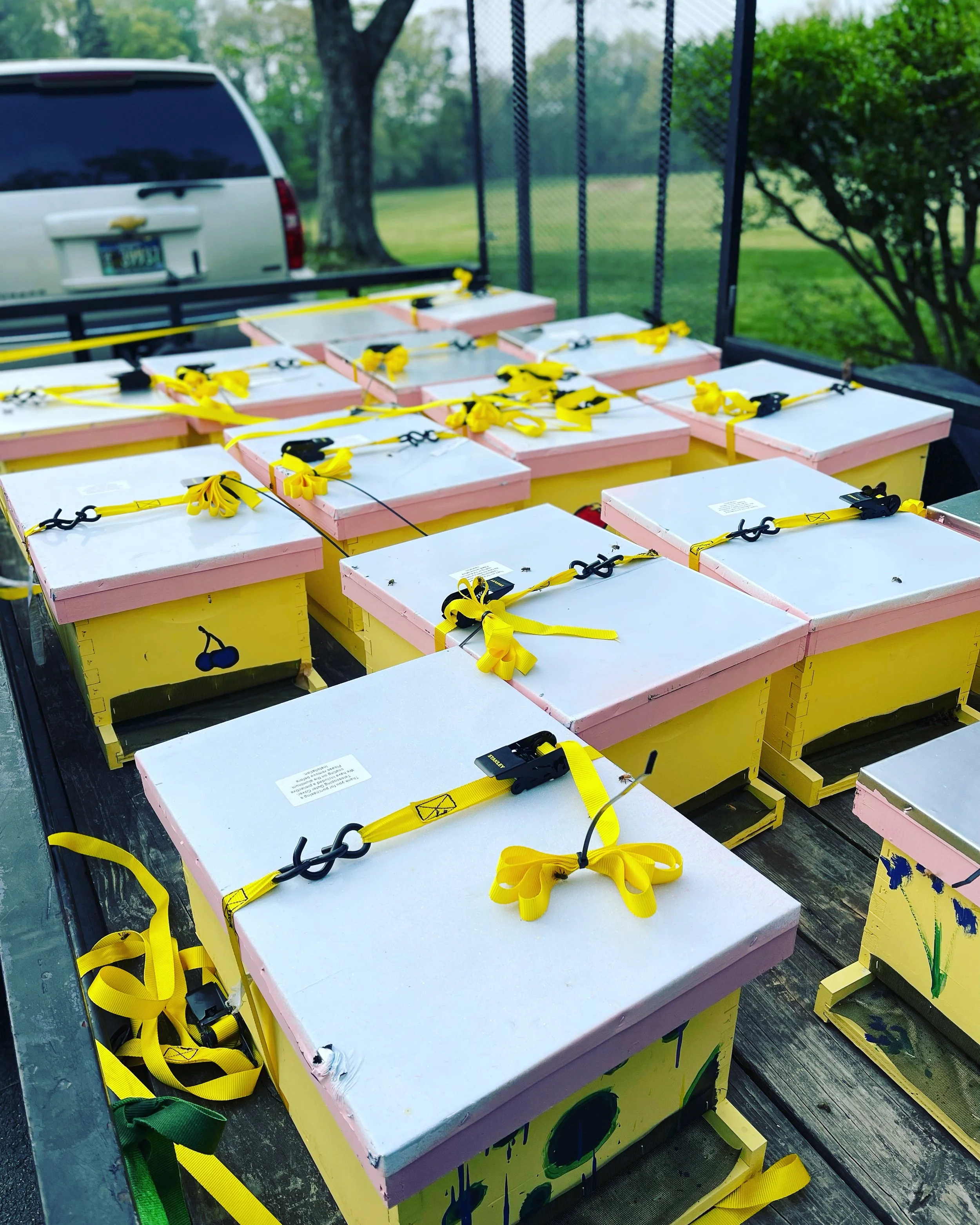 New colonies arriving at Edgewood, April 2022