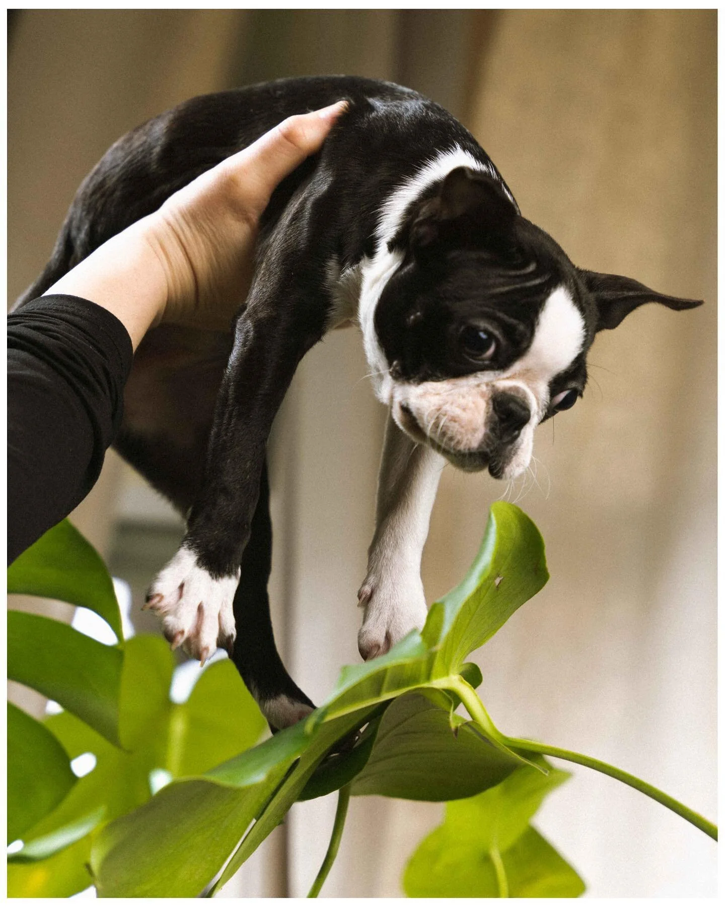 Hard post &mdash; Freda, 2023. 
Welcome to the fam ya little sausage.