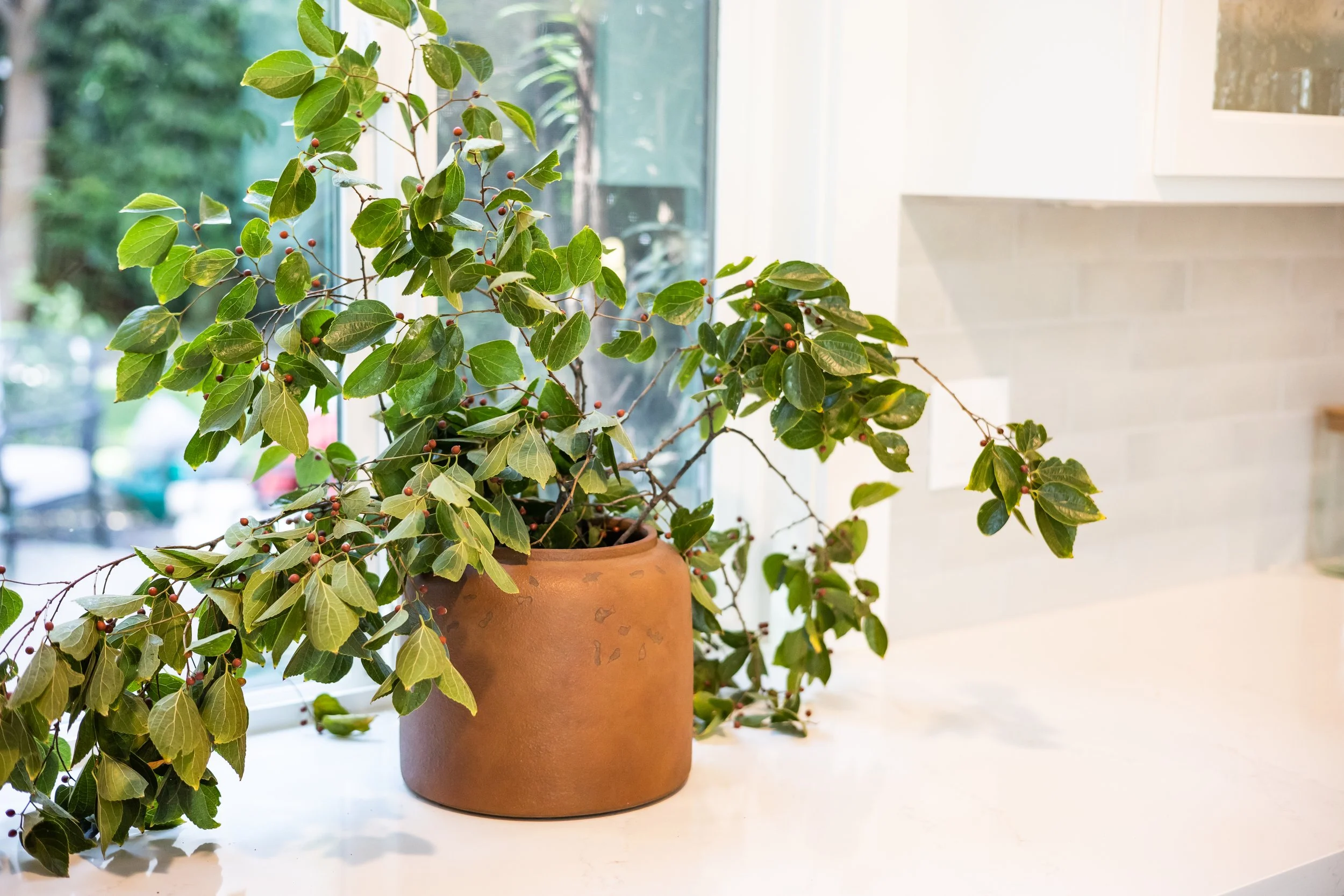 The  Yellow Chair-Rocklin Home 2021-0320.jpg