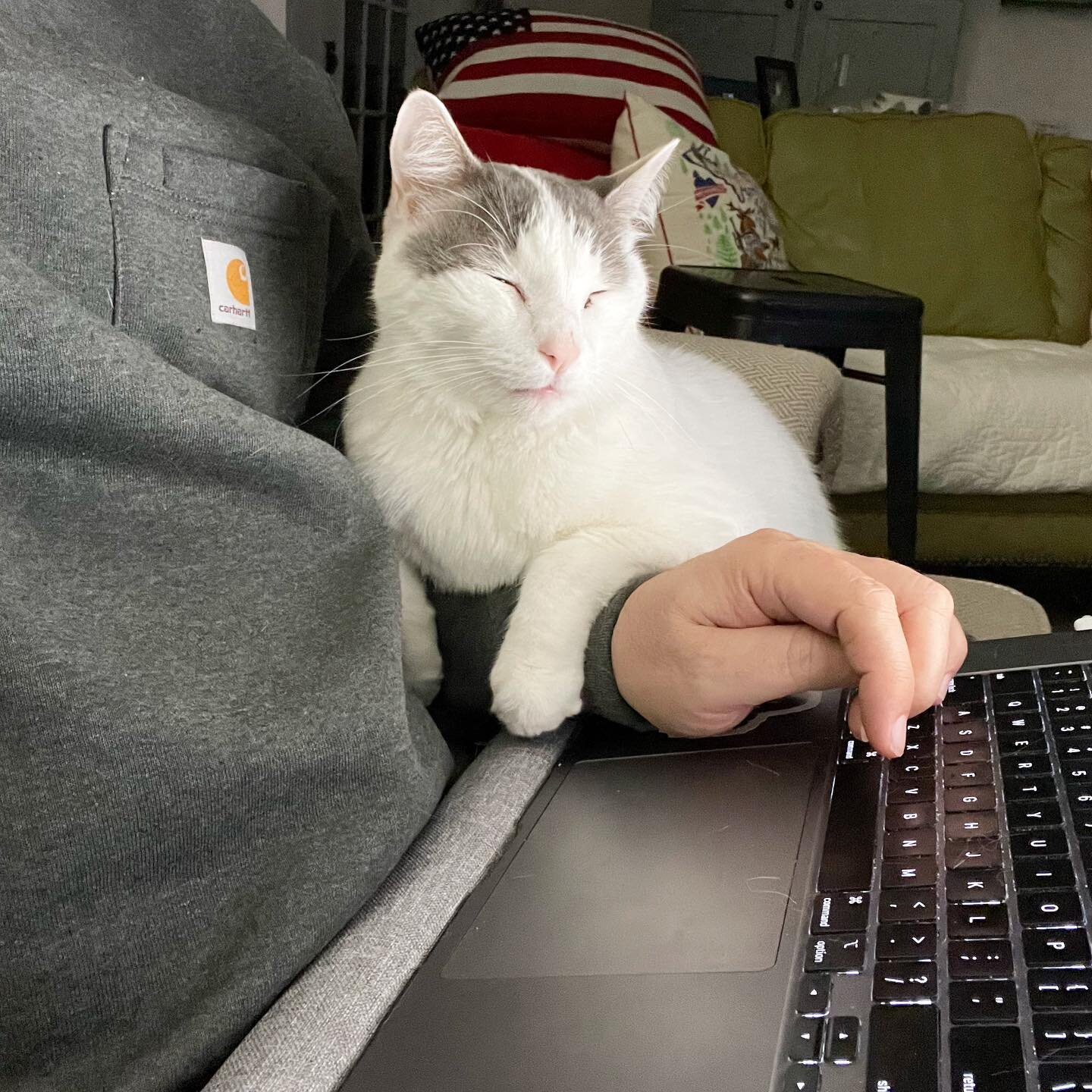 Four legged tech support can&rsquo;t be beat.🐱

#cute #love #catlover #animal #pet #instagood #catoftheday #meow #animals #petstagram #photooftheday #funny #ilovemycat #adorable #lovecats #petsagram #instagramcats #catlovers #pepper