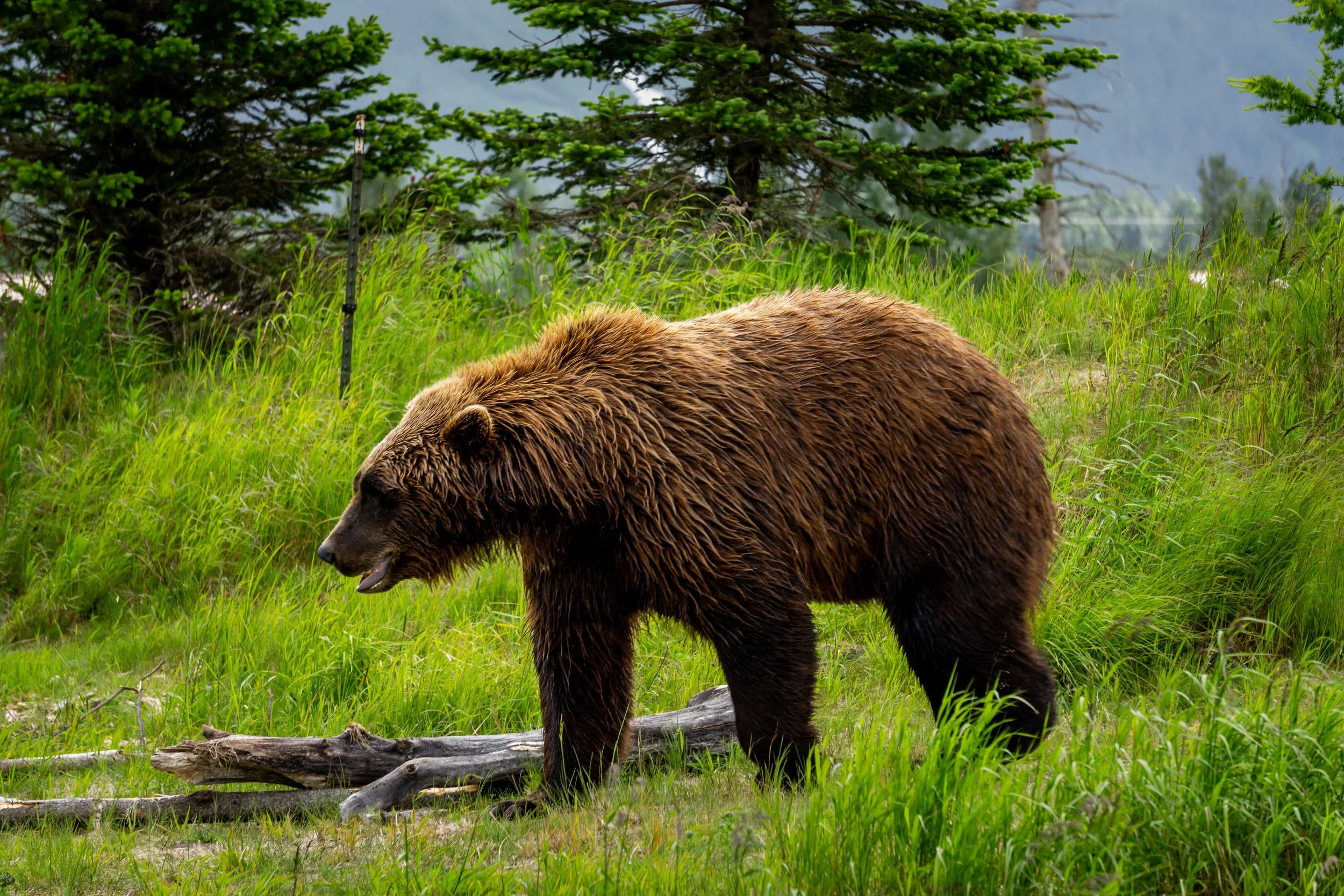 A grizzly bear at the Alaska Wildlife Conservation Center. 