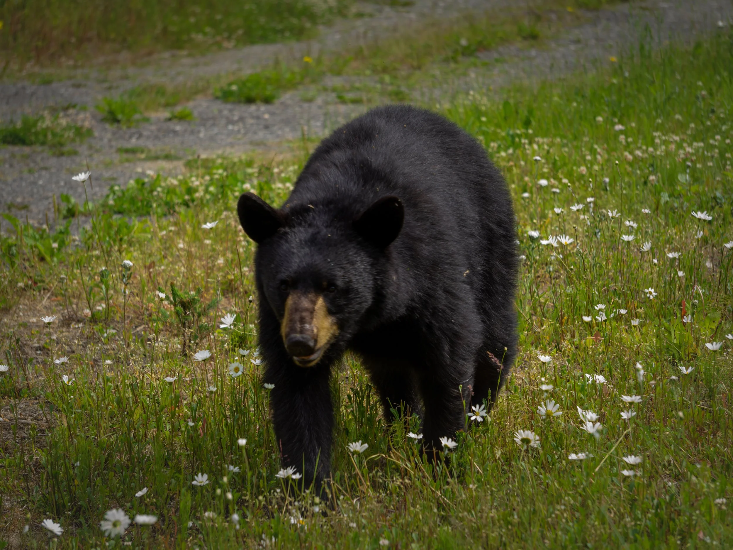 An Alaskan black bear