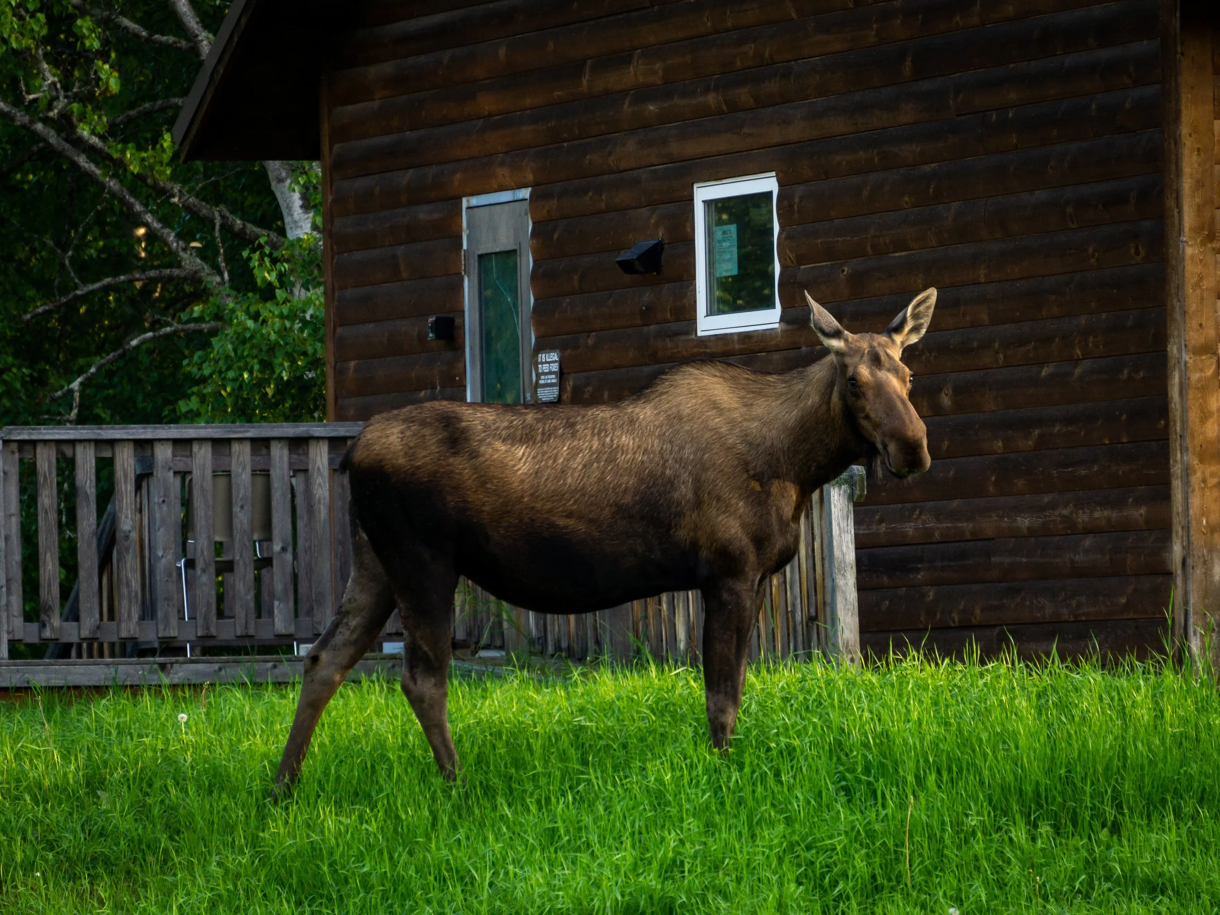 Momma Moose smiling for the camera.