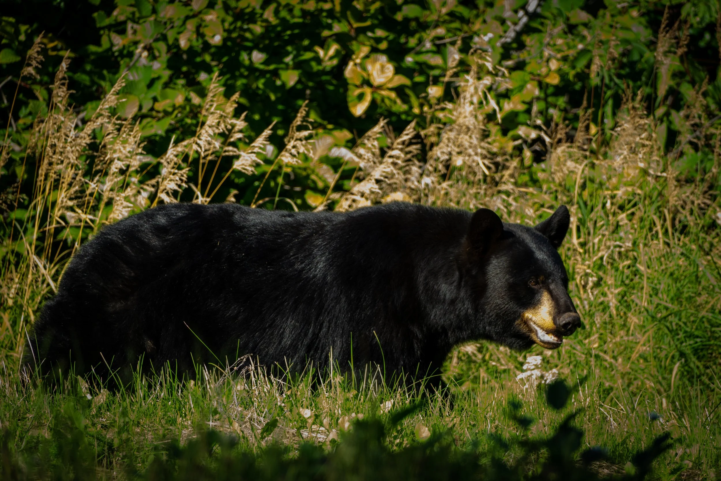 Elusive Black Bear 