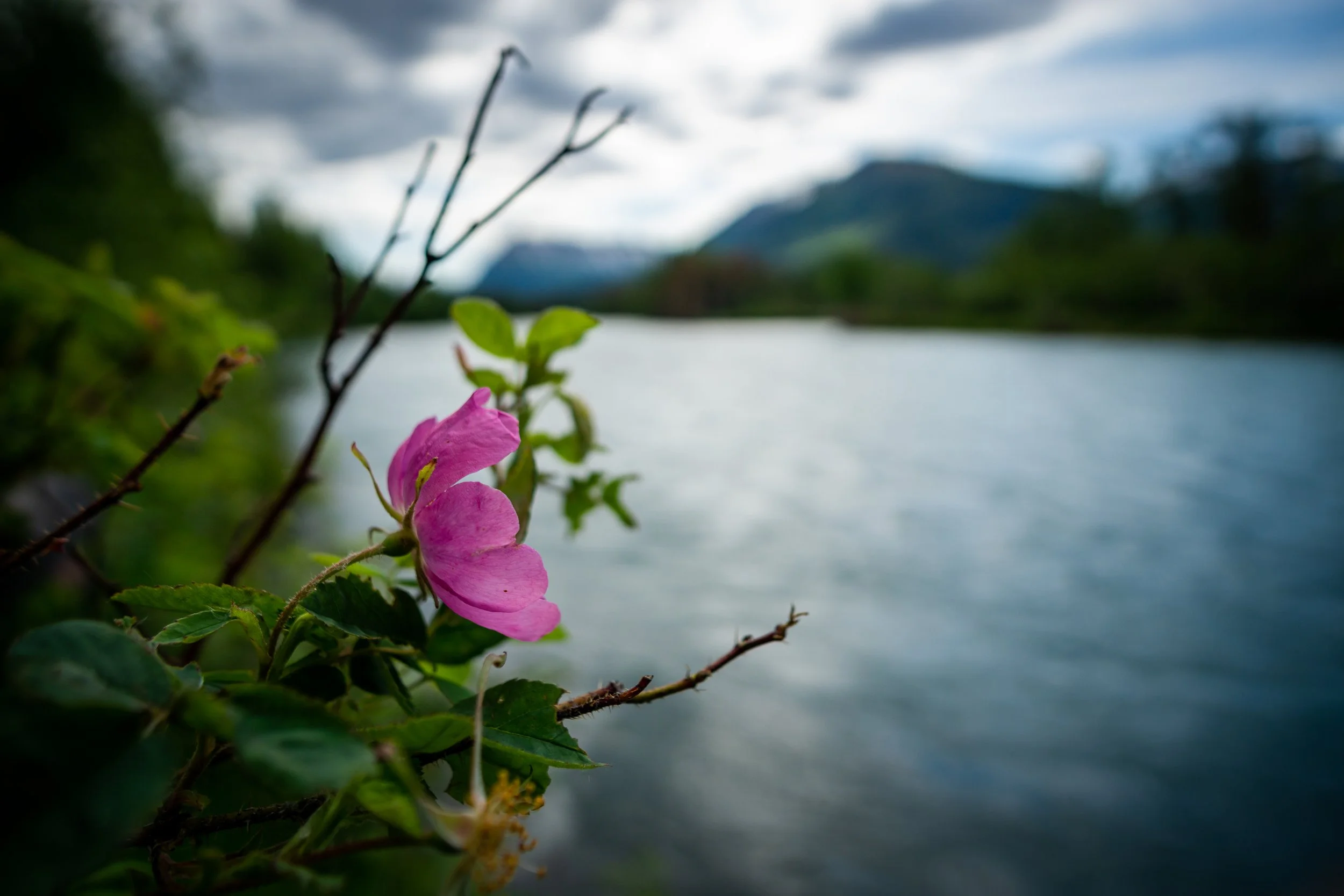 Lone flower at the Kenai River in Alaska
