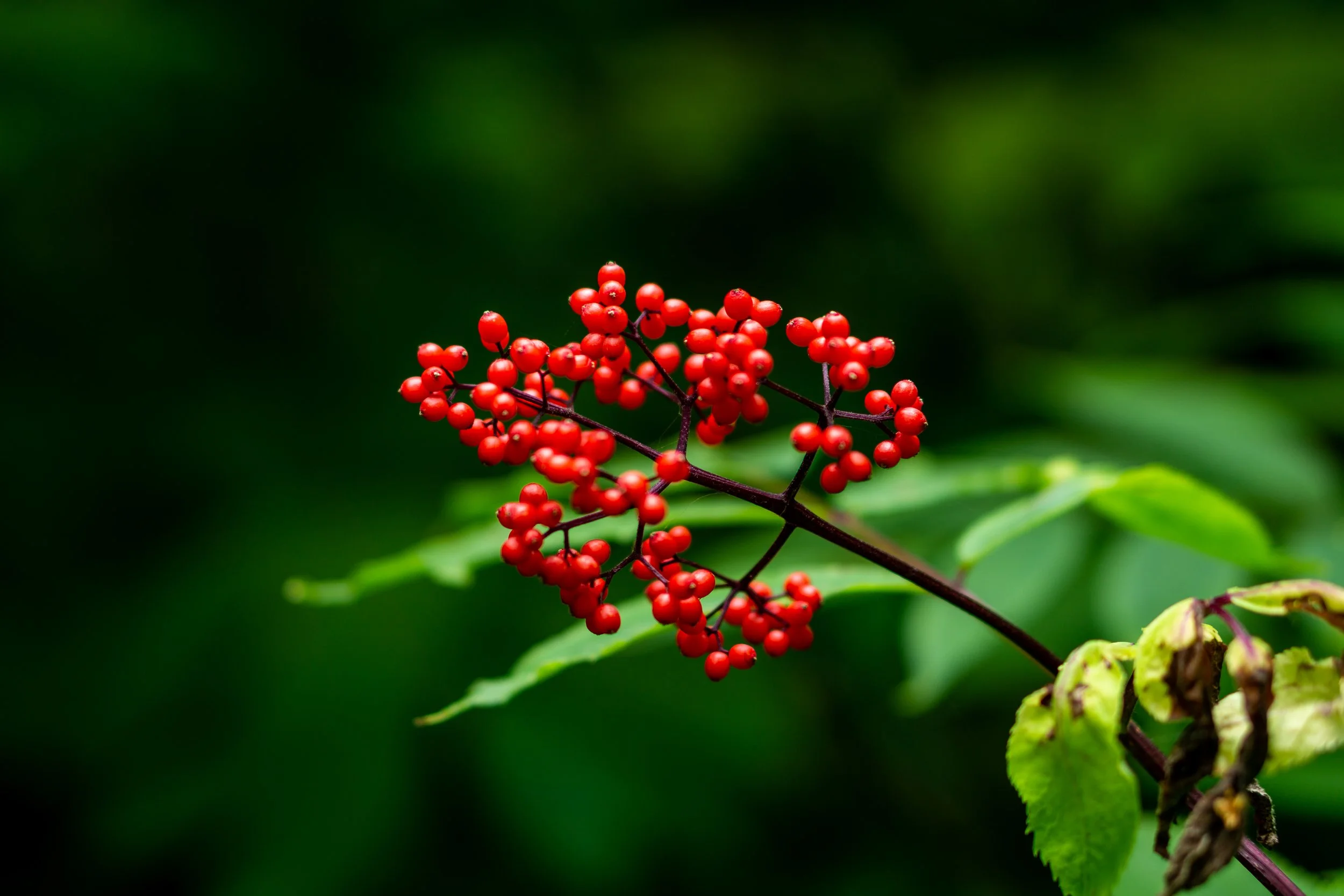Low brush berries in Hope, Alaska 