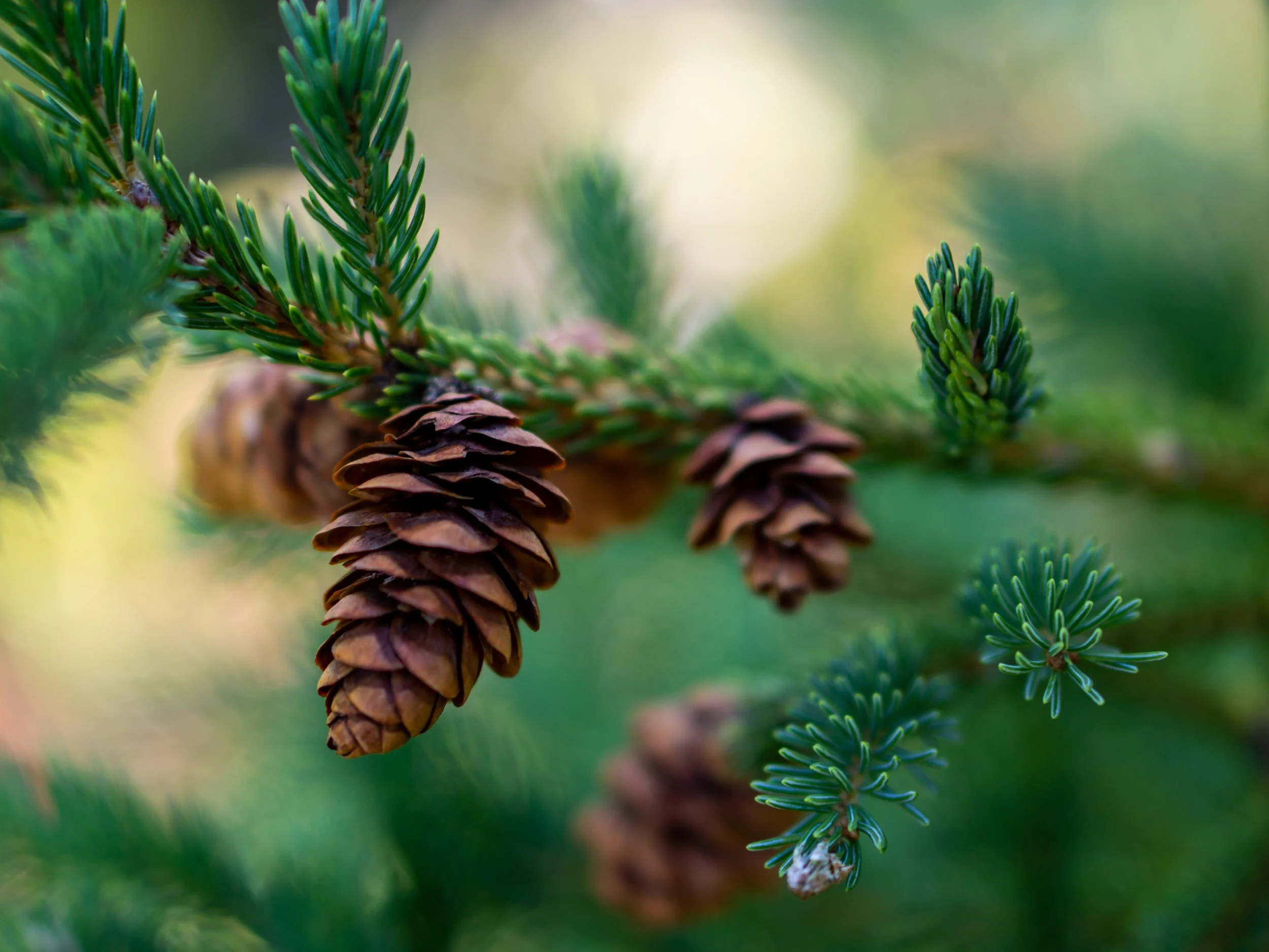 Pinecones near Wolverine Peak in Anchorage, Alaska 
