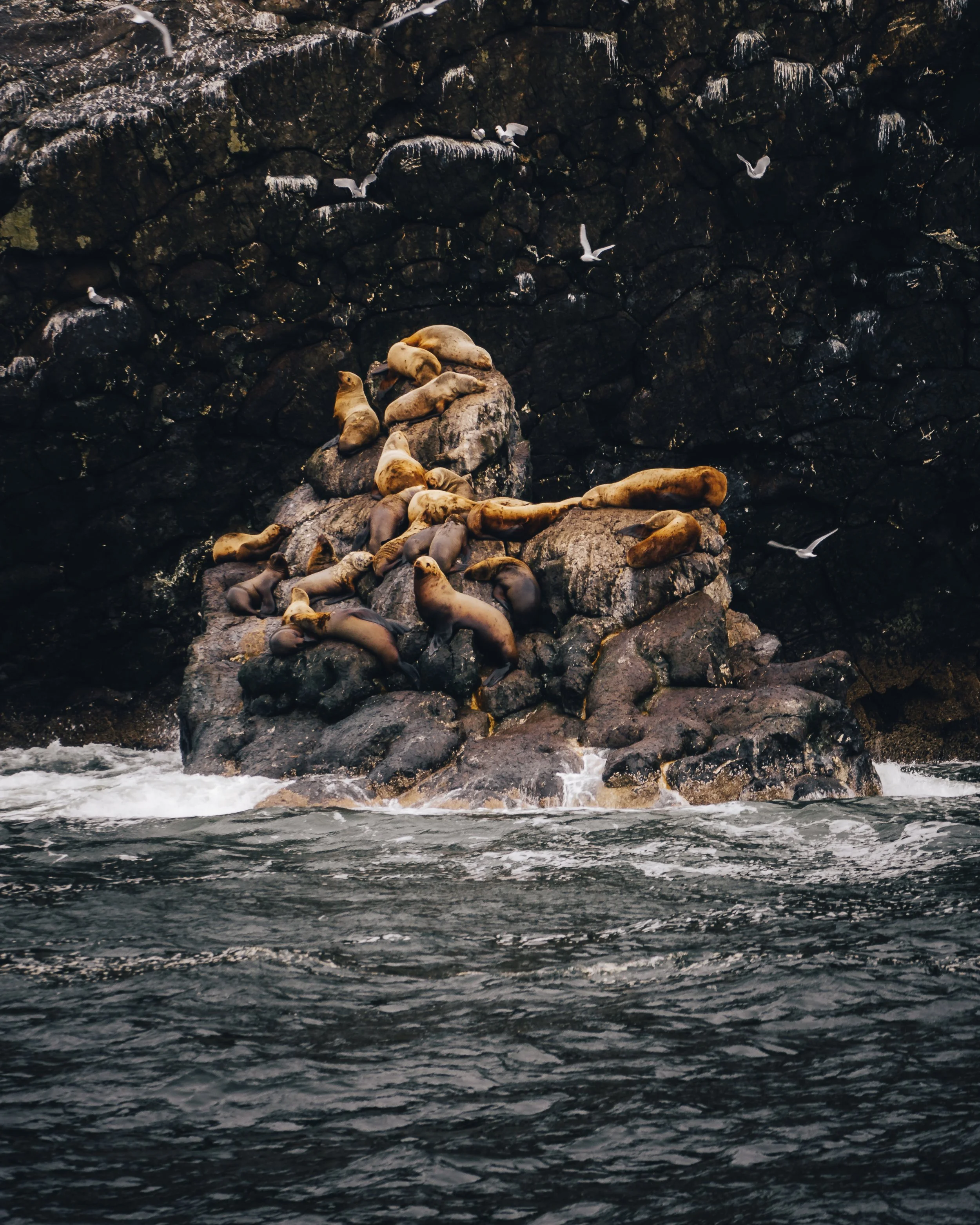 Steller Sea Lions chillin on a rock in Emerald Cove, Alaska. 