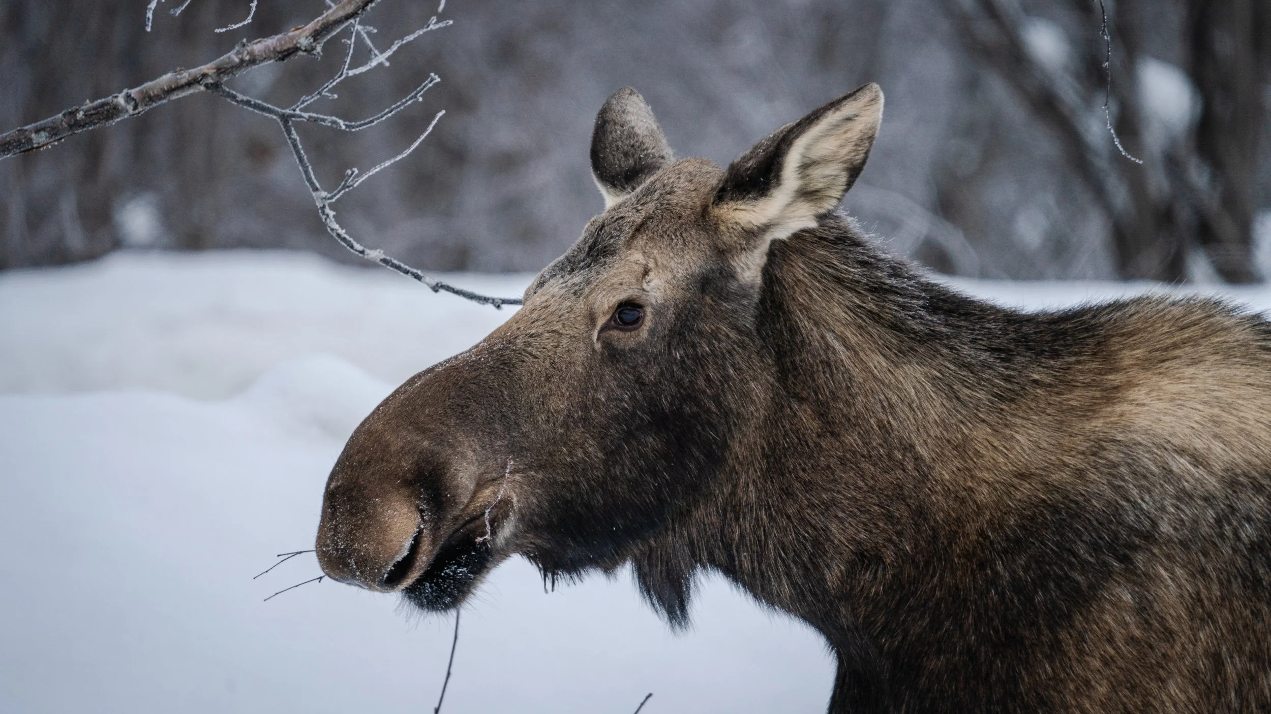 Yukon Moose