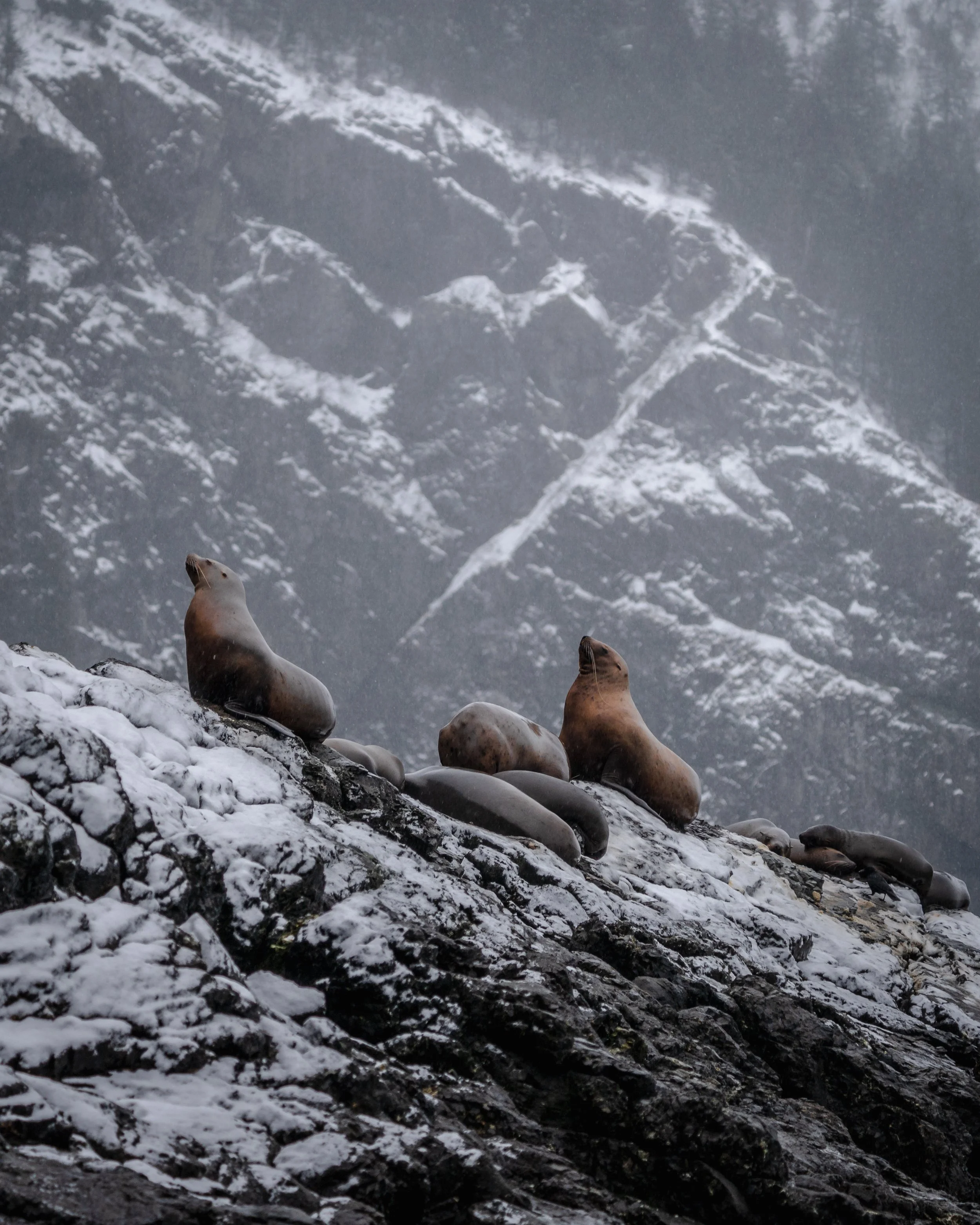 Steller Sea Lions 