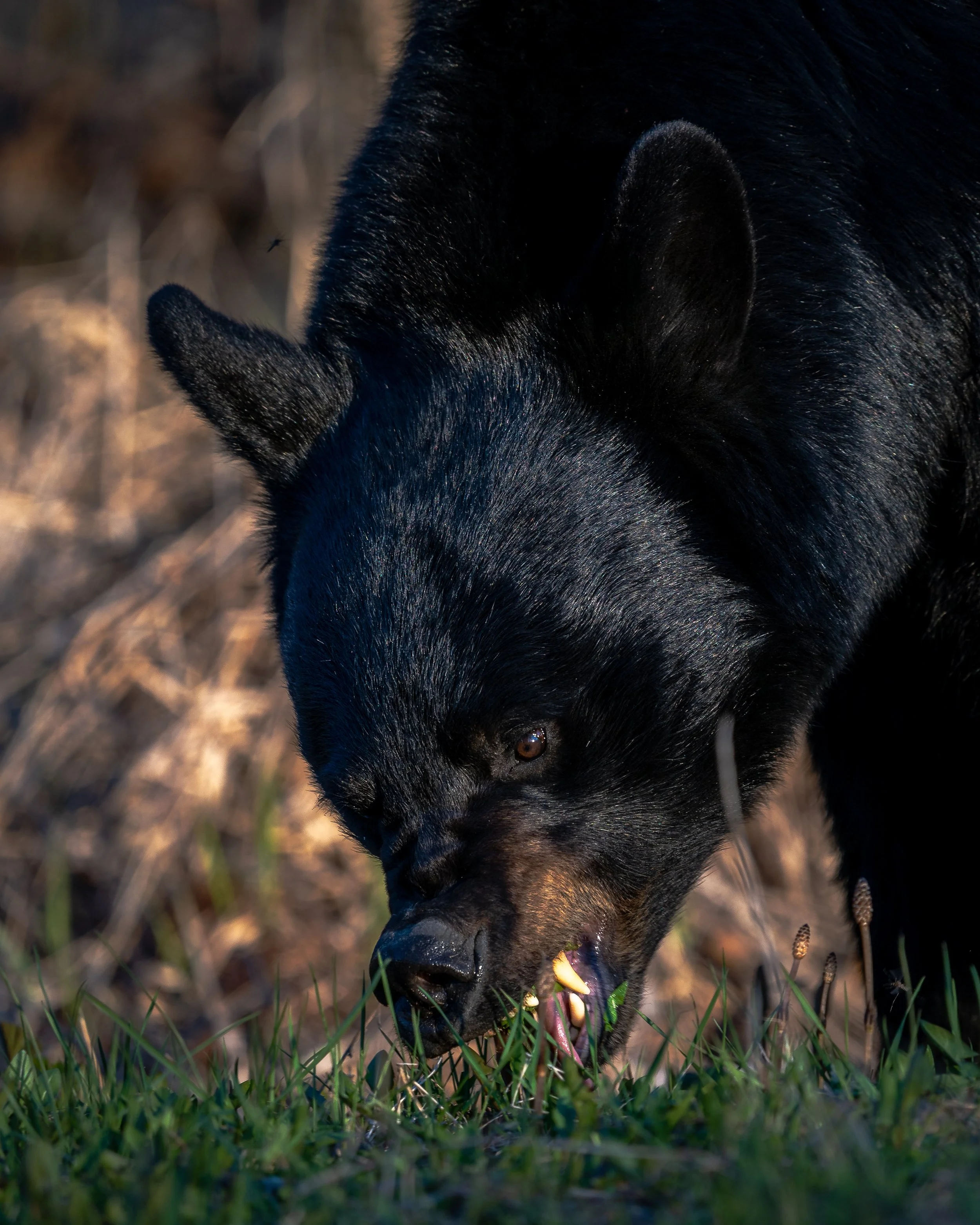 An alaskan black bear 