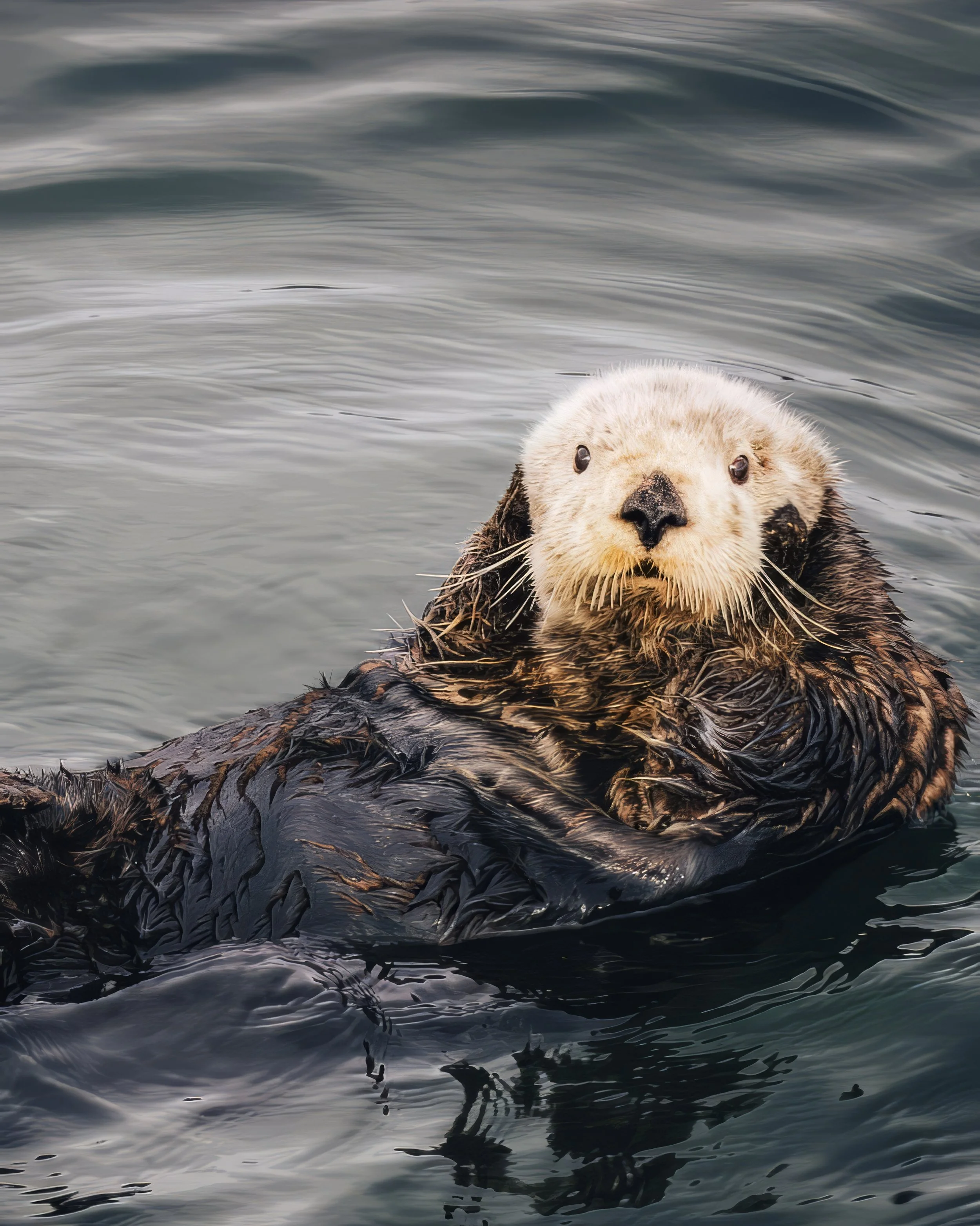 Sea Otter