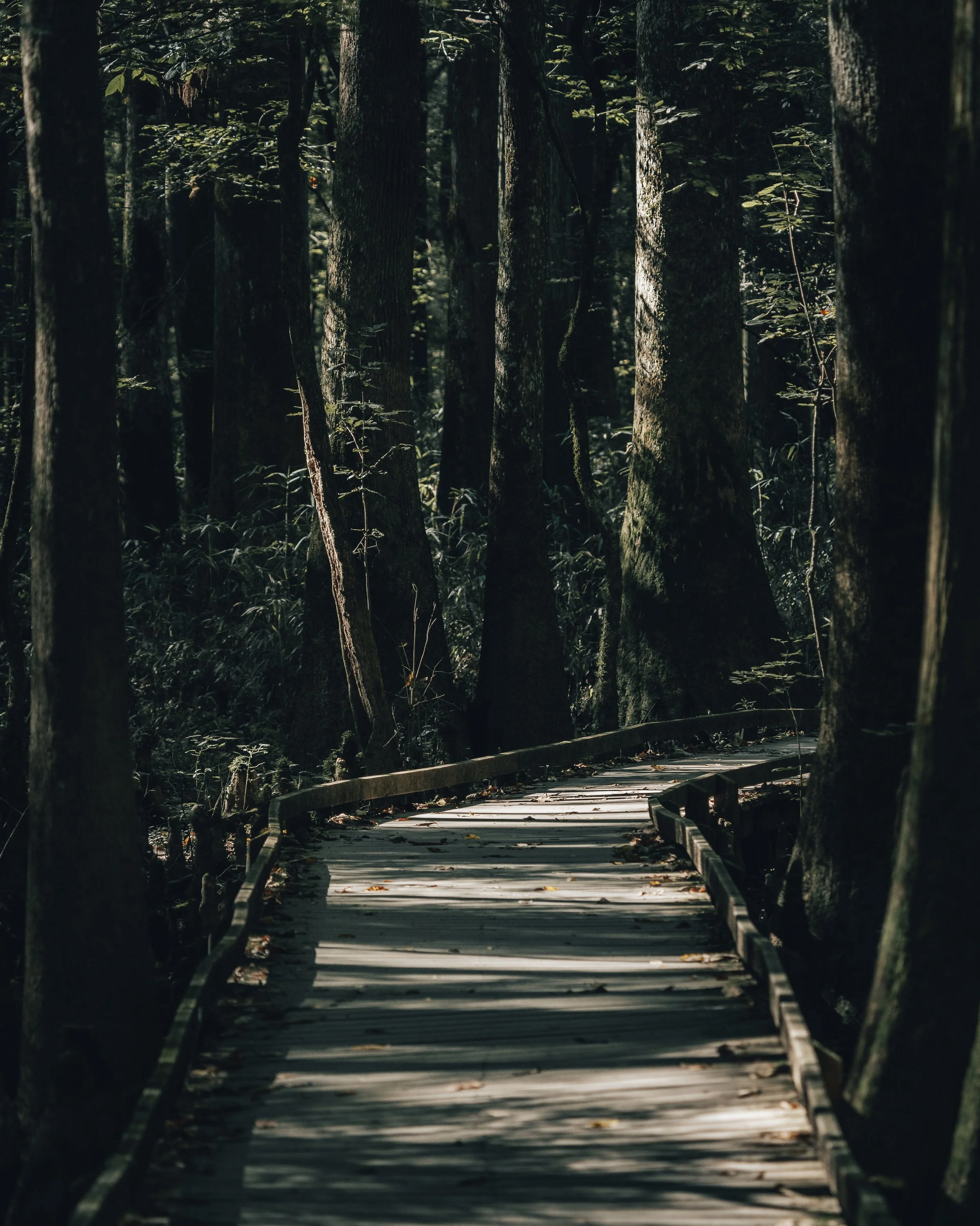 Boardwalk at Congaree National Park