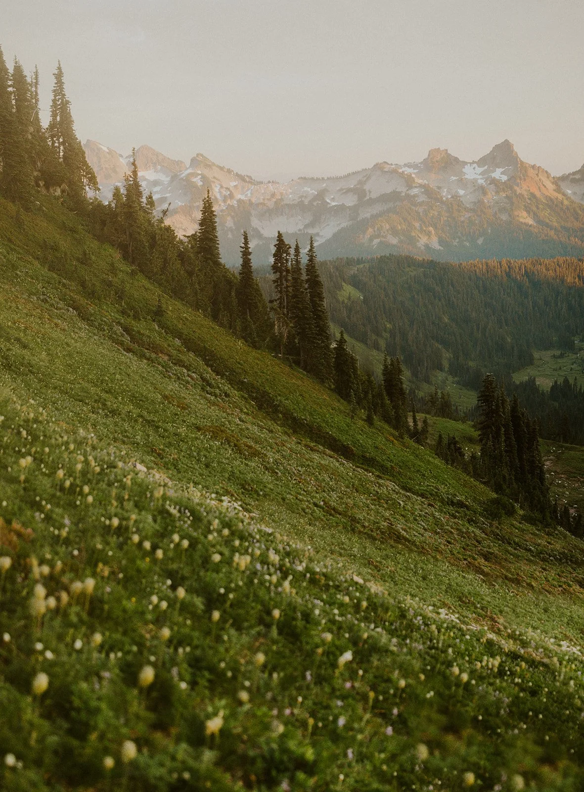 A scenic view of a lush green hillside covered in small white flowers, with tall pine trees and rugged mountains in the background under a pale sky.