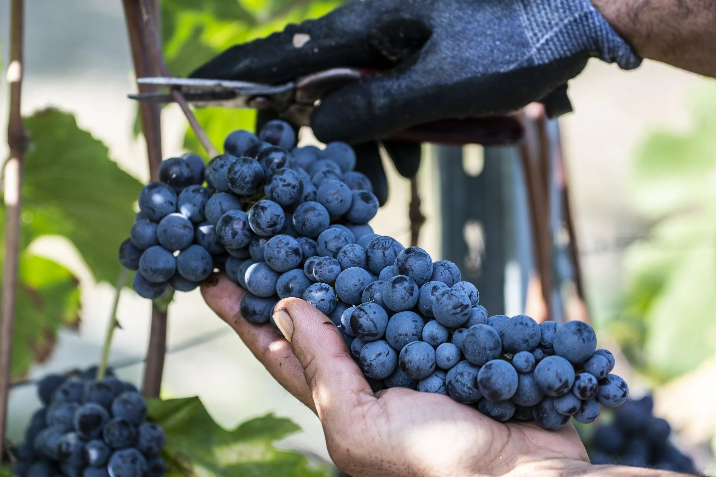 Vendemmia 2.jpg
