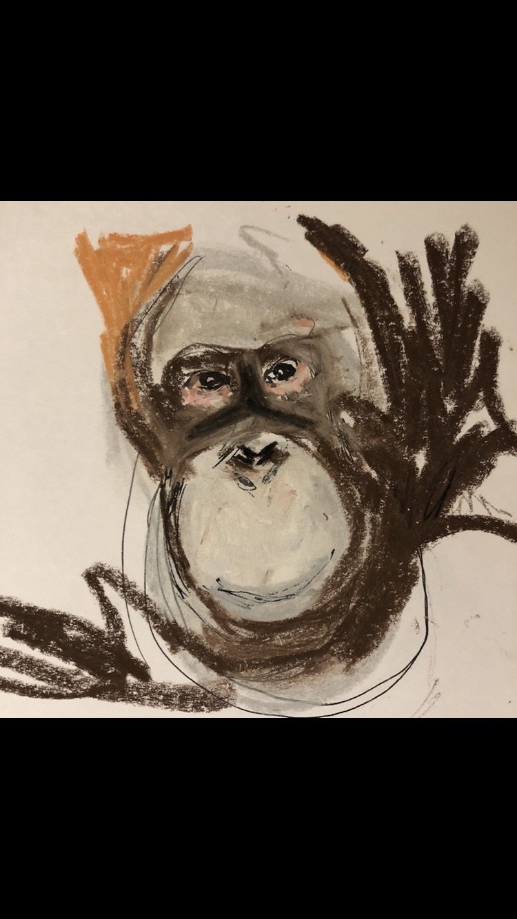 Portrait monkey