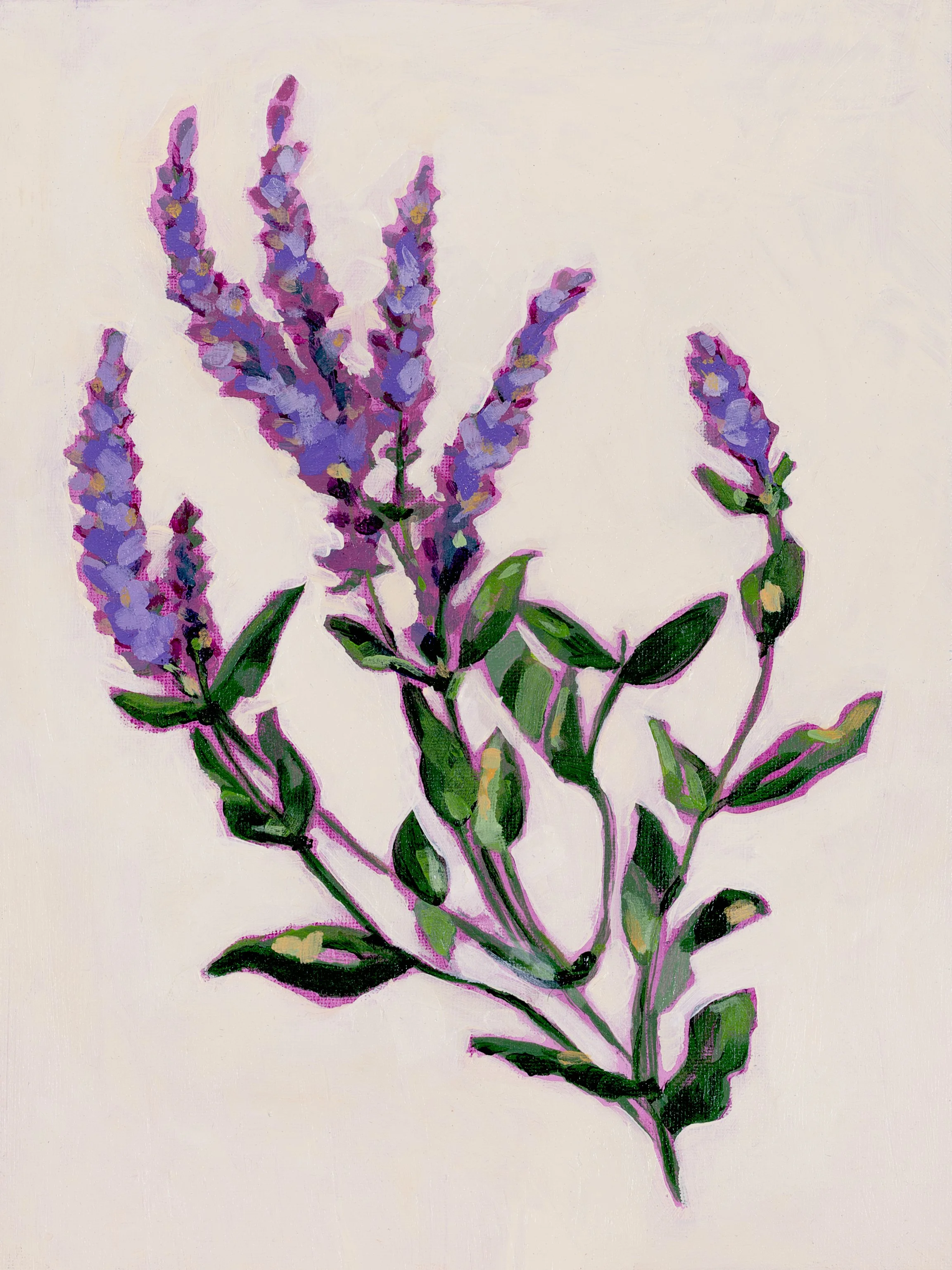 Lavender