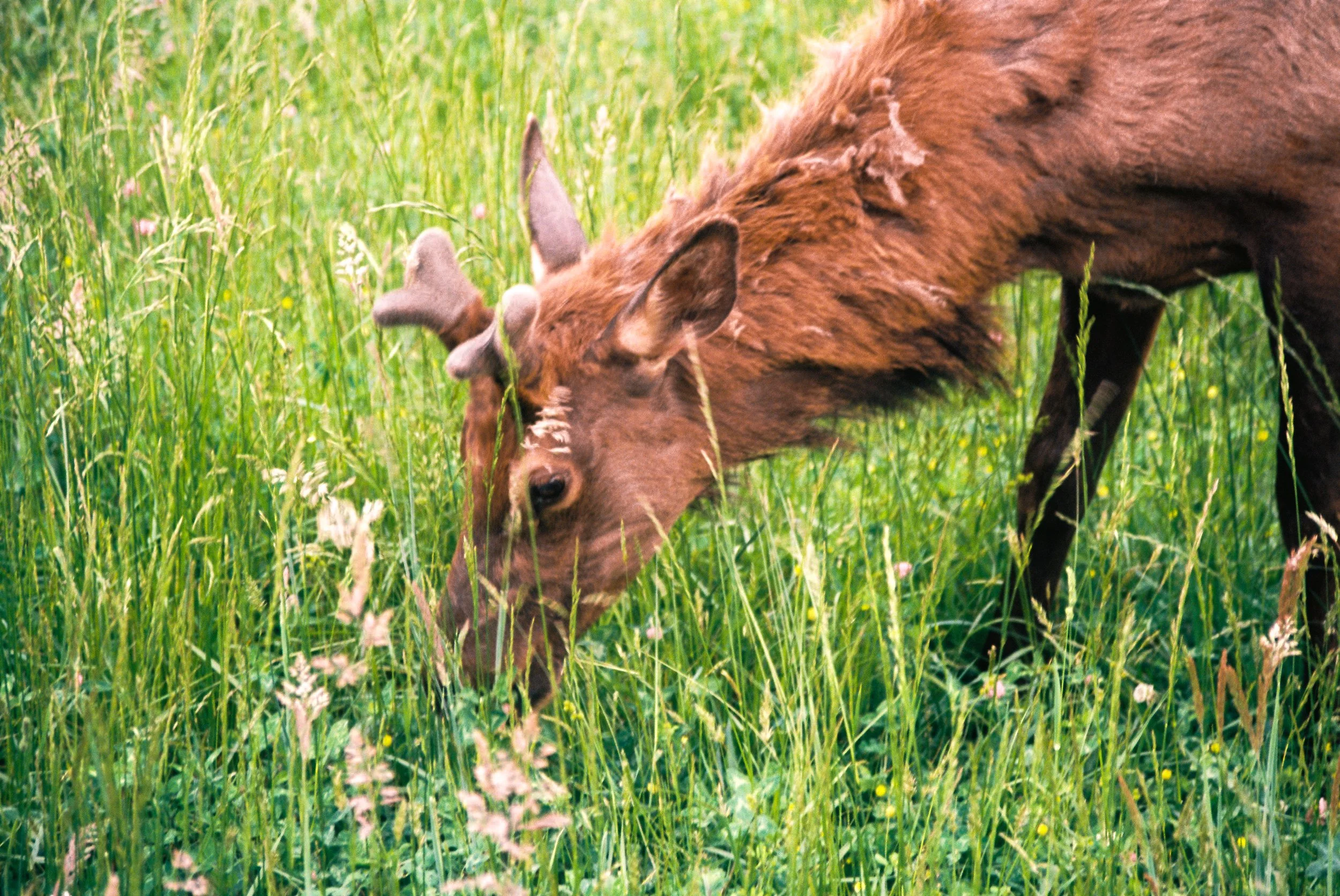 A close up photo of an Elk eating grass.