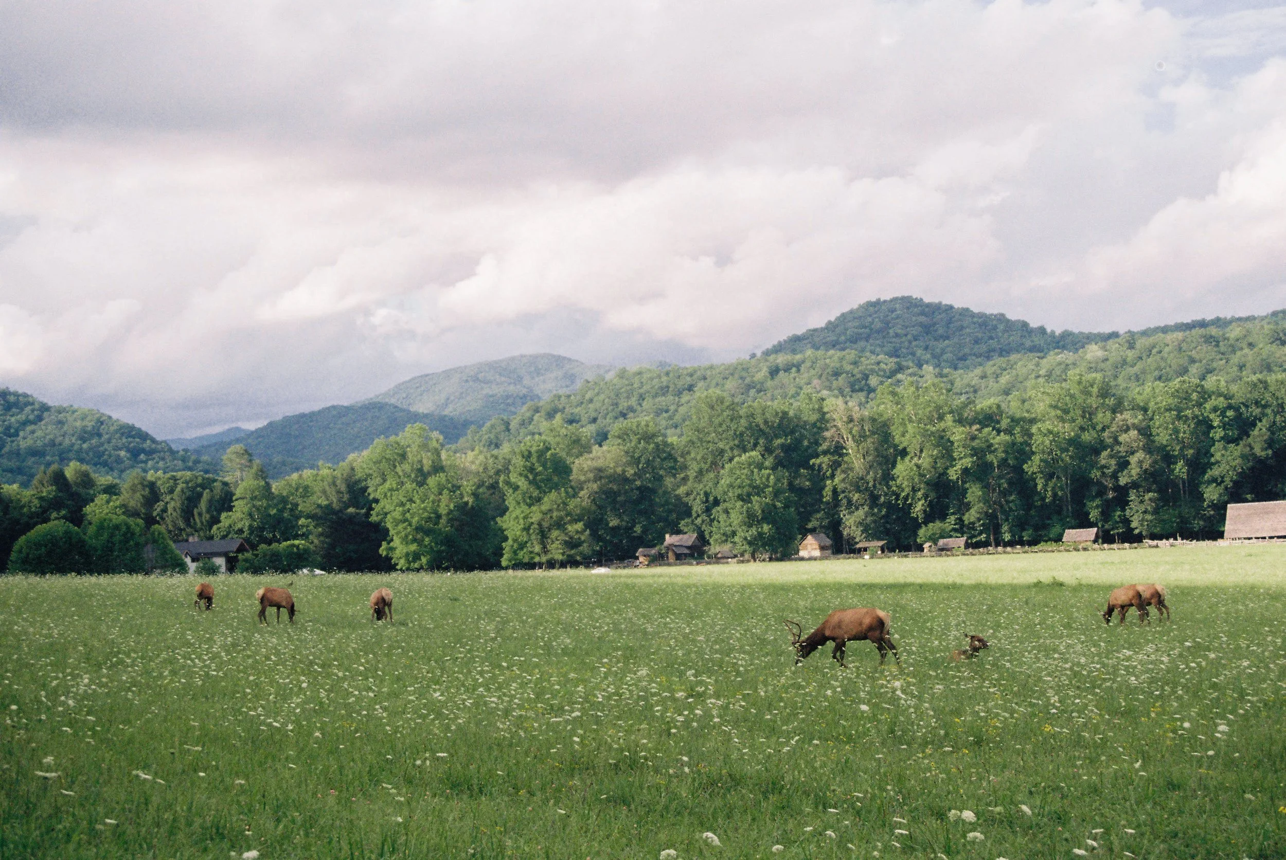 A herd of Elk grazing in a pasture.