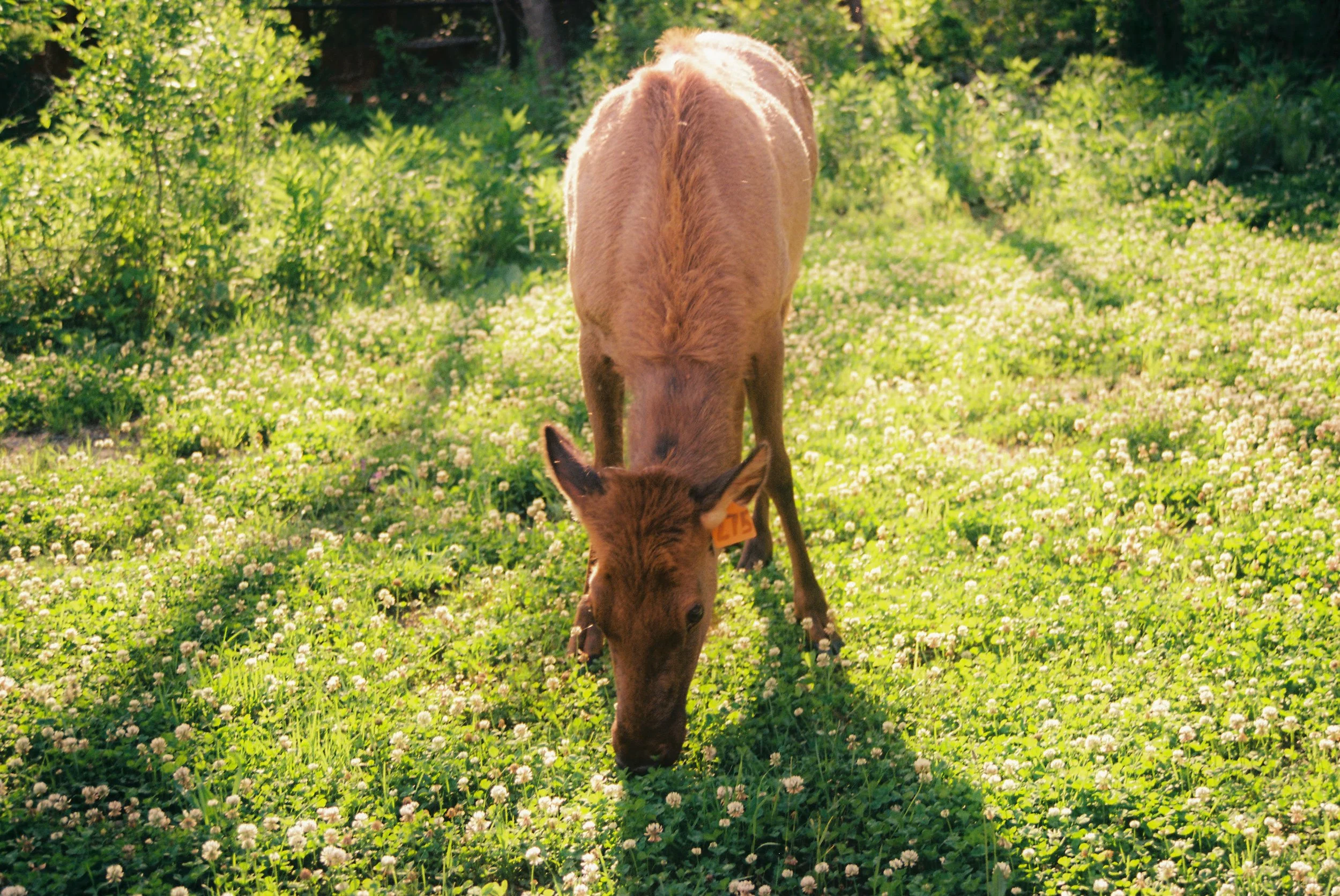 A wild Elk eating dandelions.