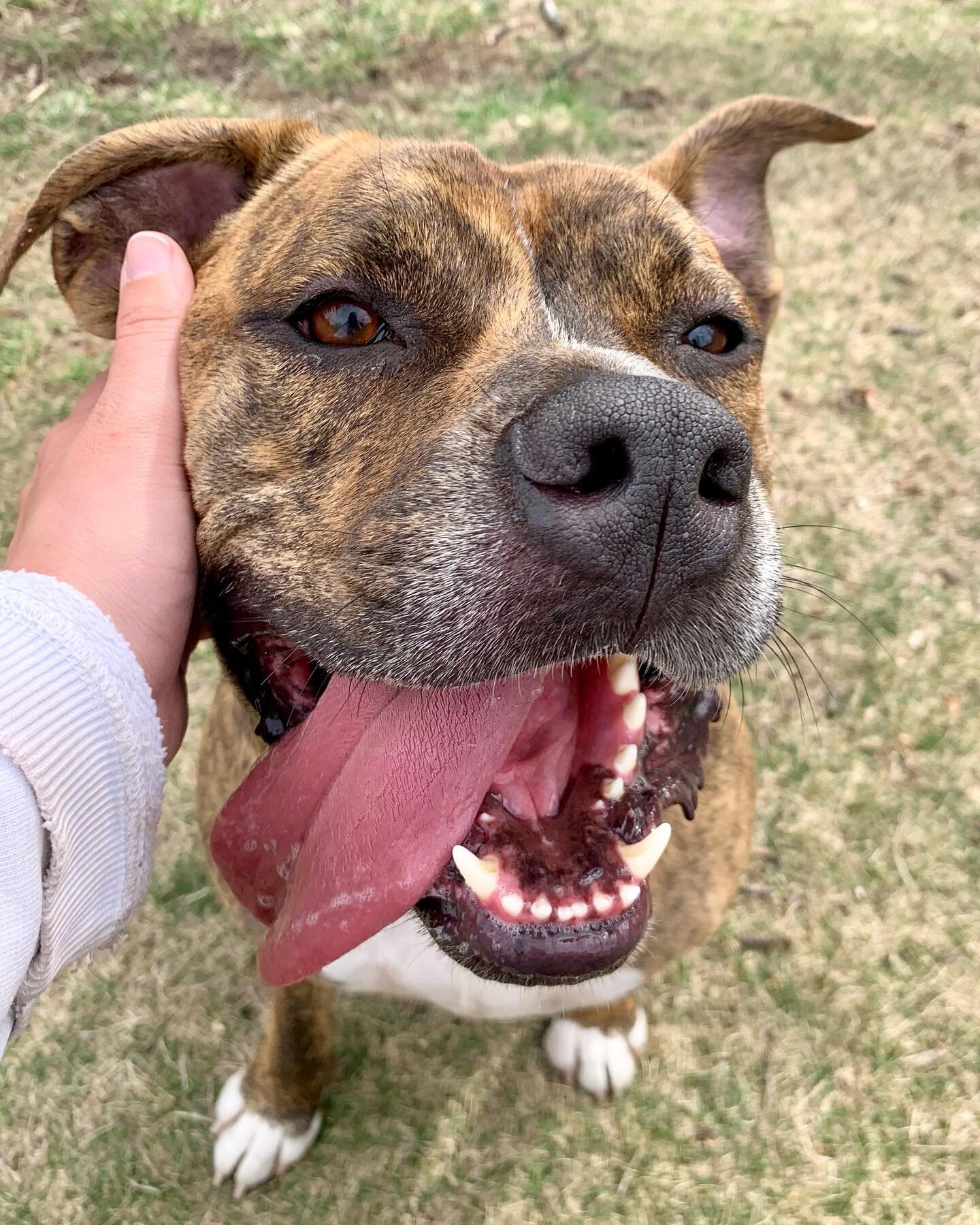 Will always stop for pets.