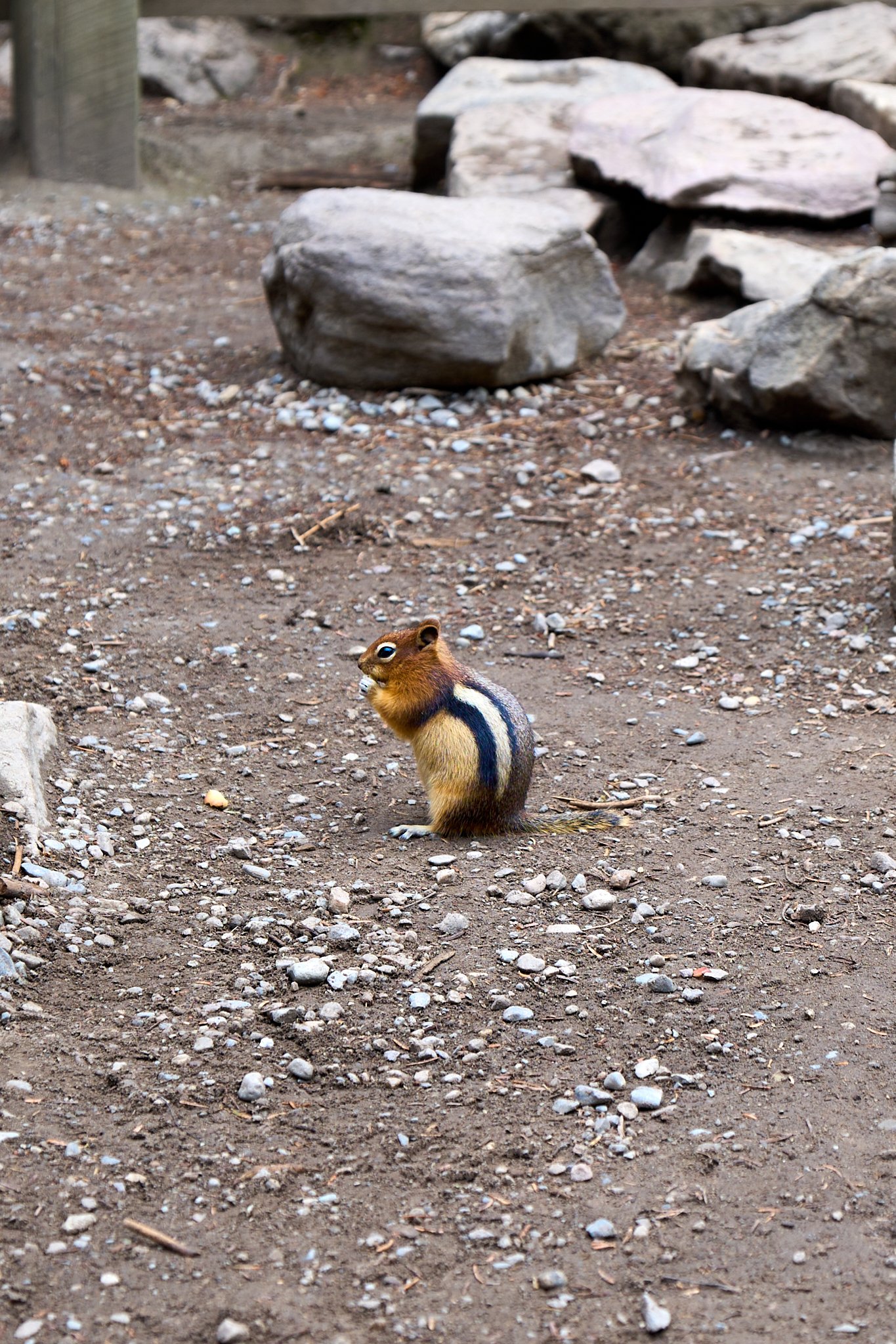 Chippy