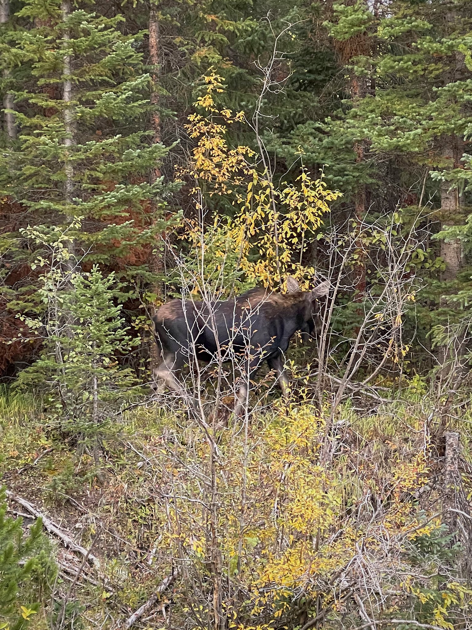 MOOSE!